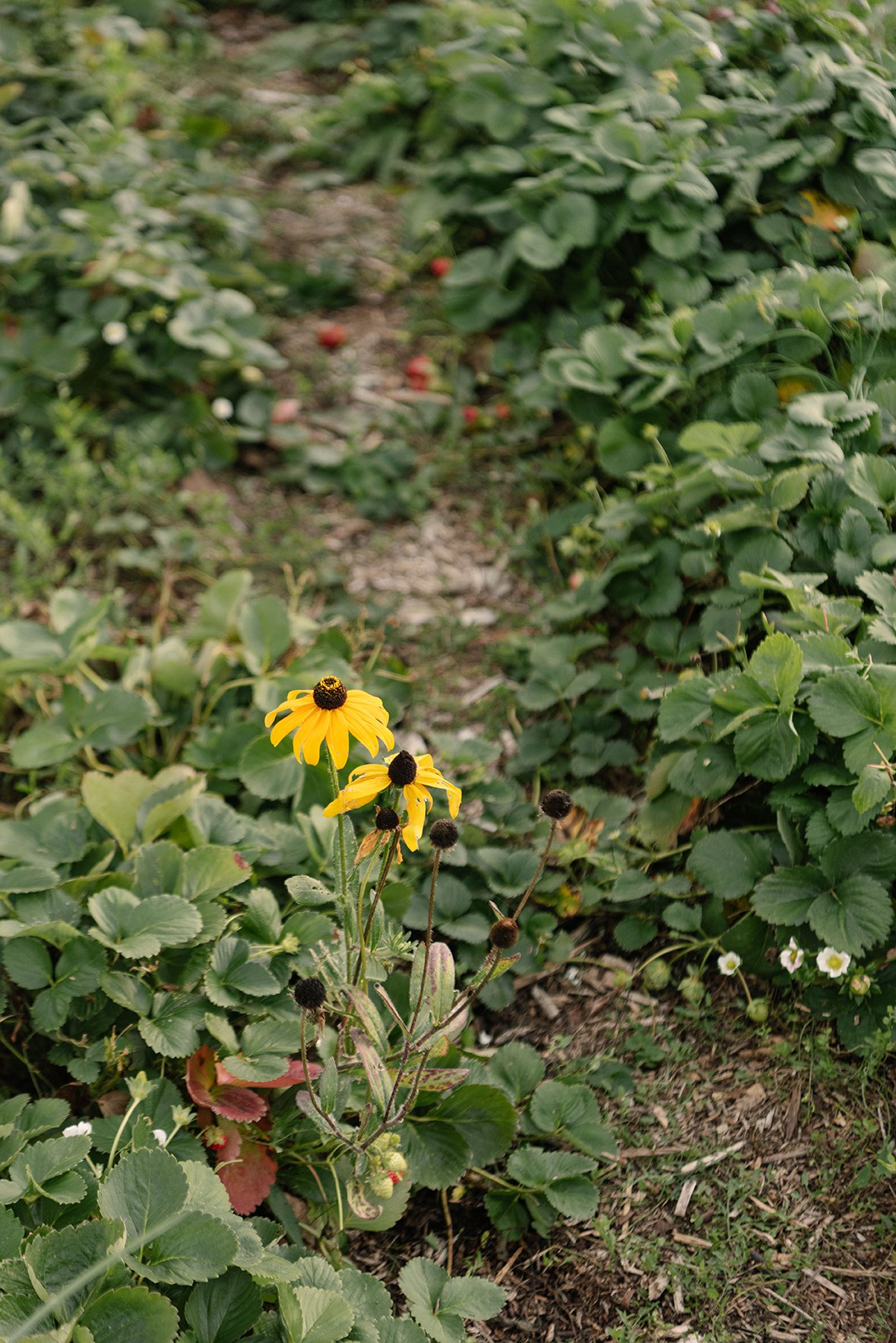 Les jardins de la banquise