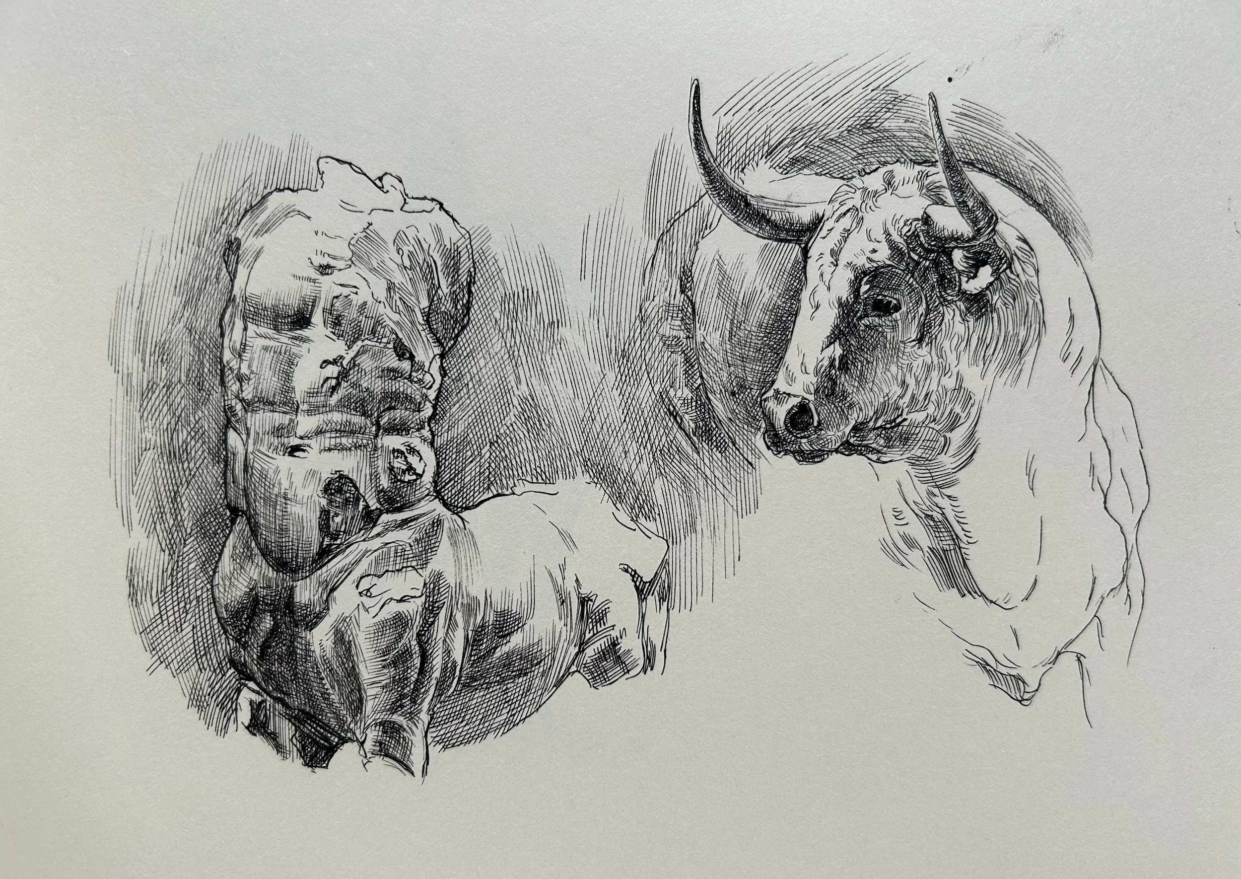 centaur_bull.jpg
