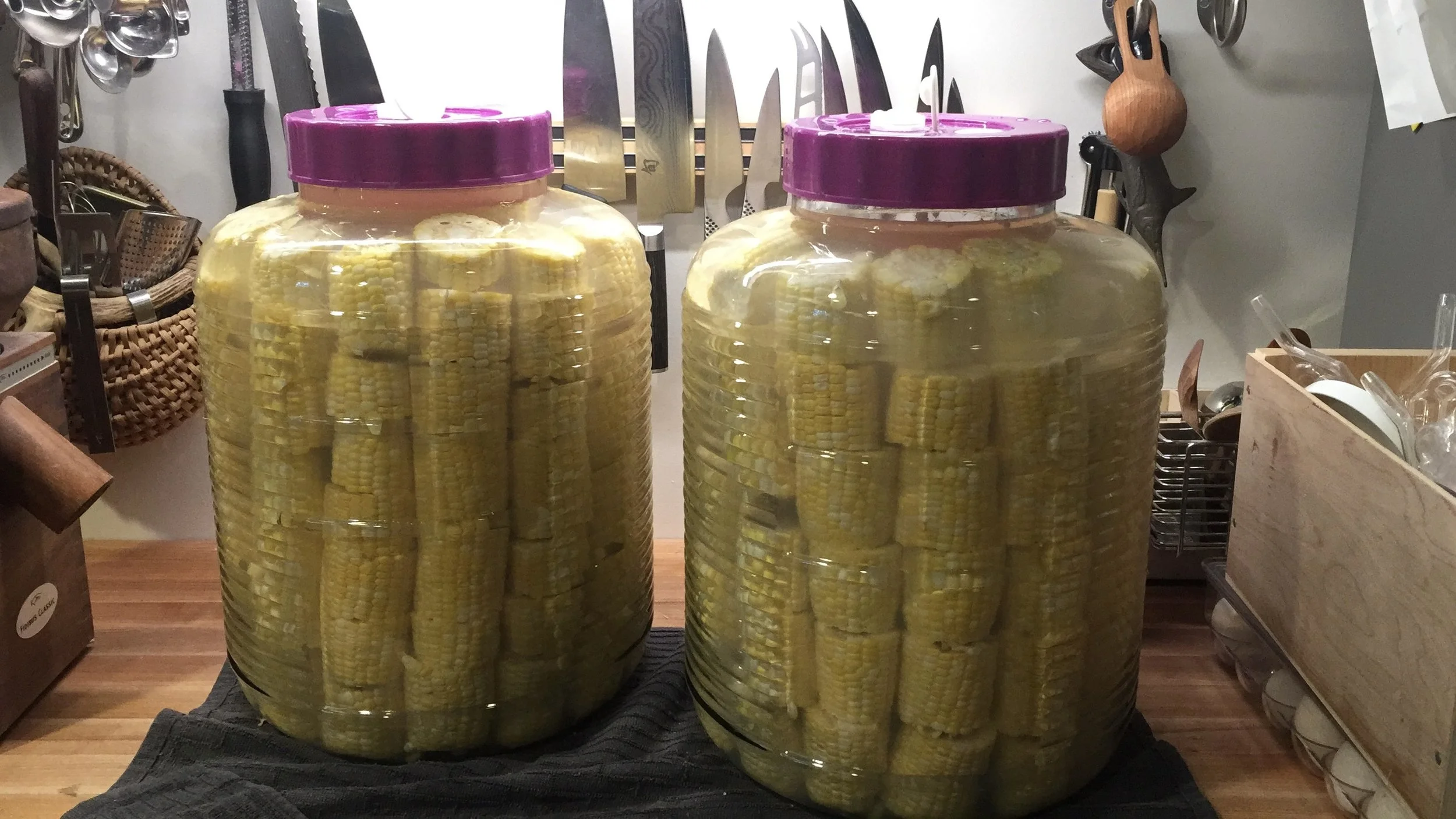 two large glass jars of corn fermenting sour corn