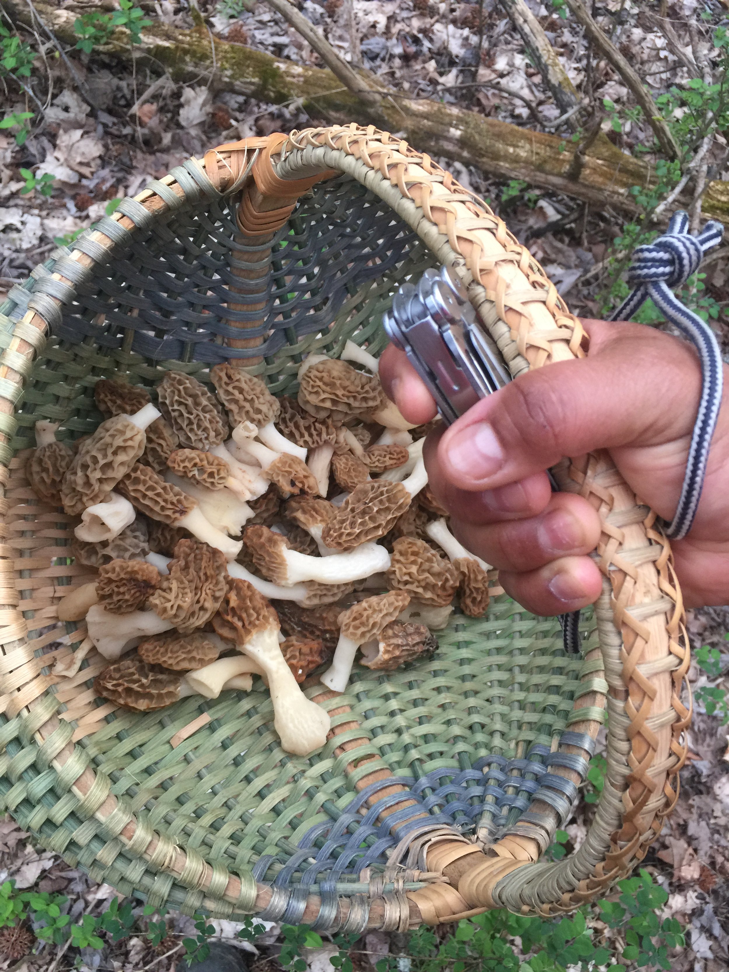 hand holding basket of morel mushrooms
