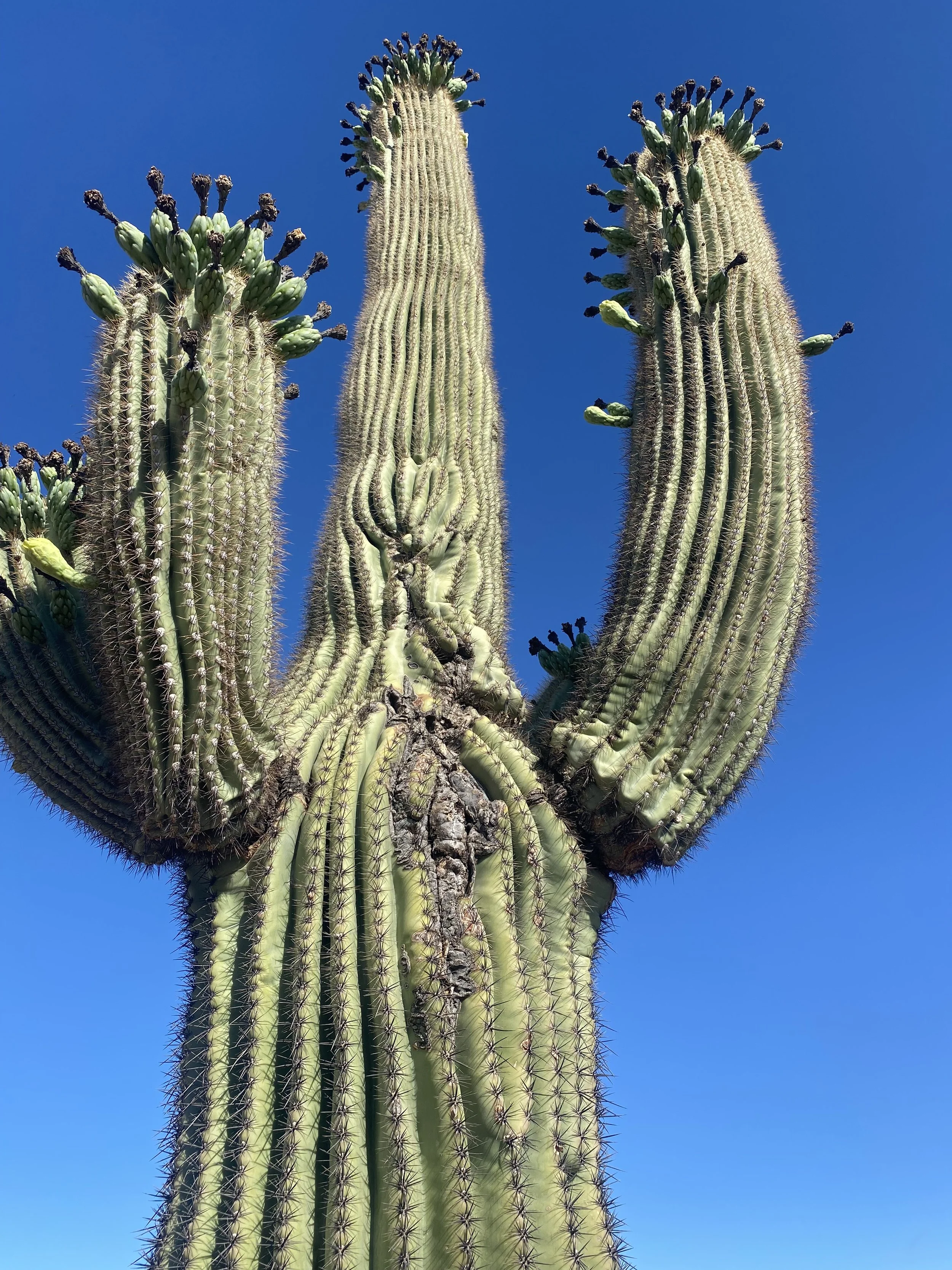 Embodied Presence: Guest Speaker for Fierce Vulnerability course