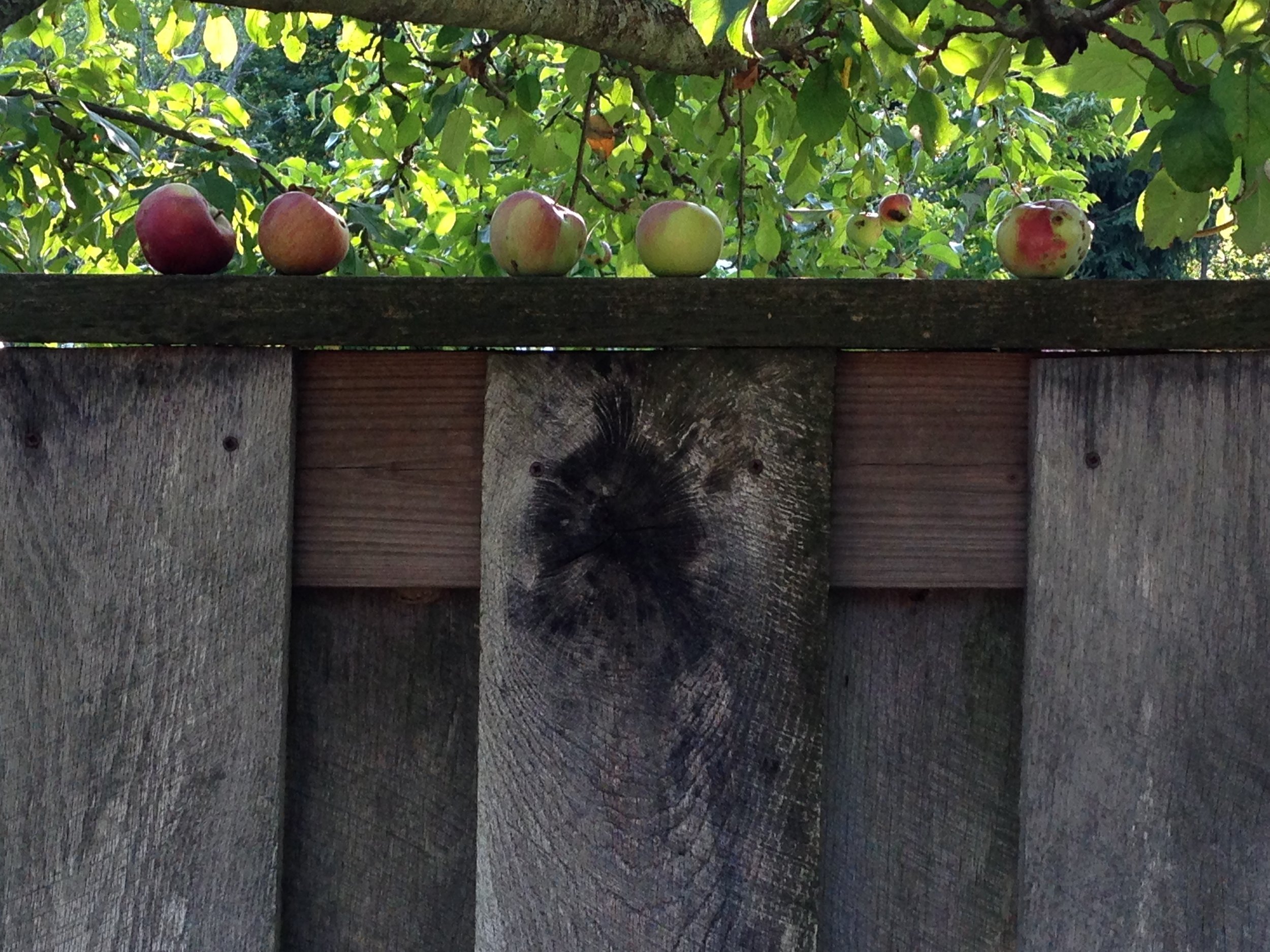 Beyond the Separate Self – Emptiness and the Freedom of Awareness