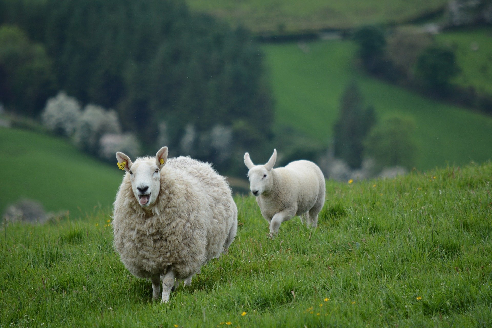 EU-Ireland-sheep-2396309_1920.jpg
