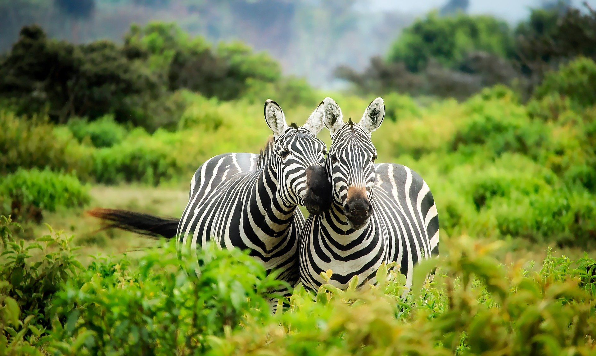 AF-Kenya-Zebra-1883654_1920.jpg