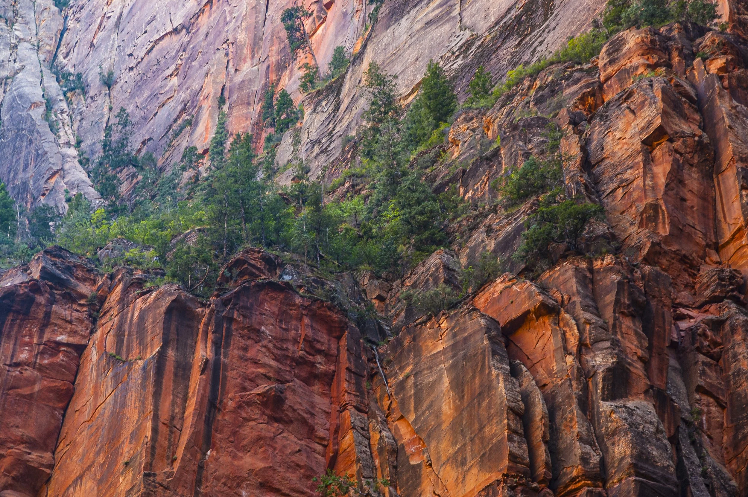 Zion canyon with trees growing on the upper ledges