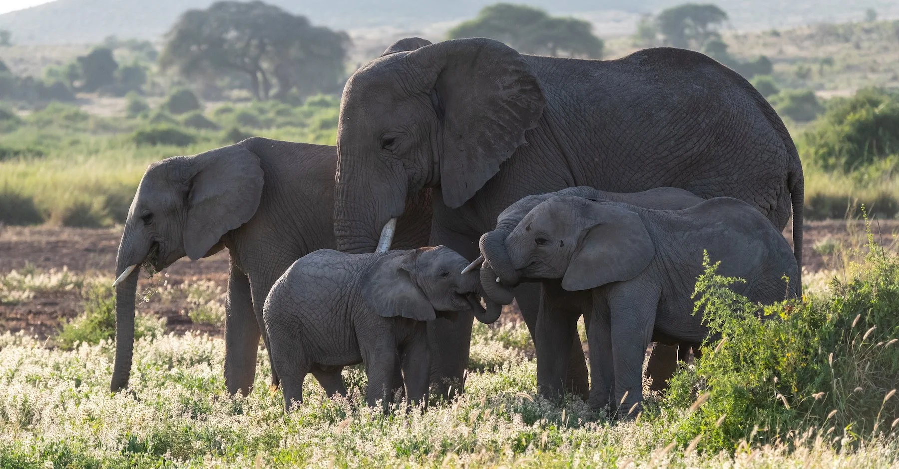 Amboseli