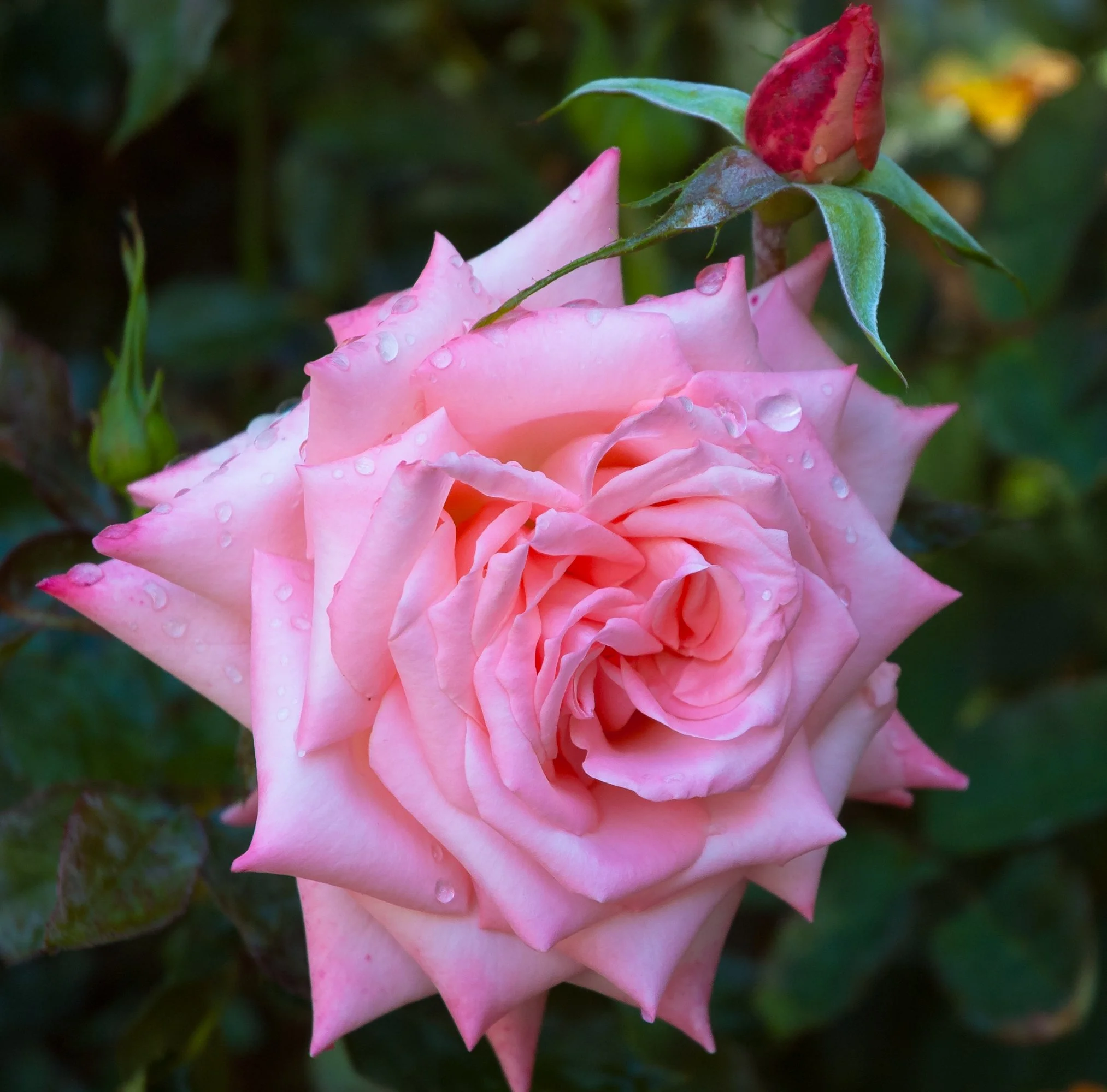pink rose with rain drops