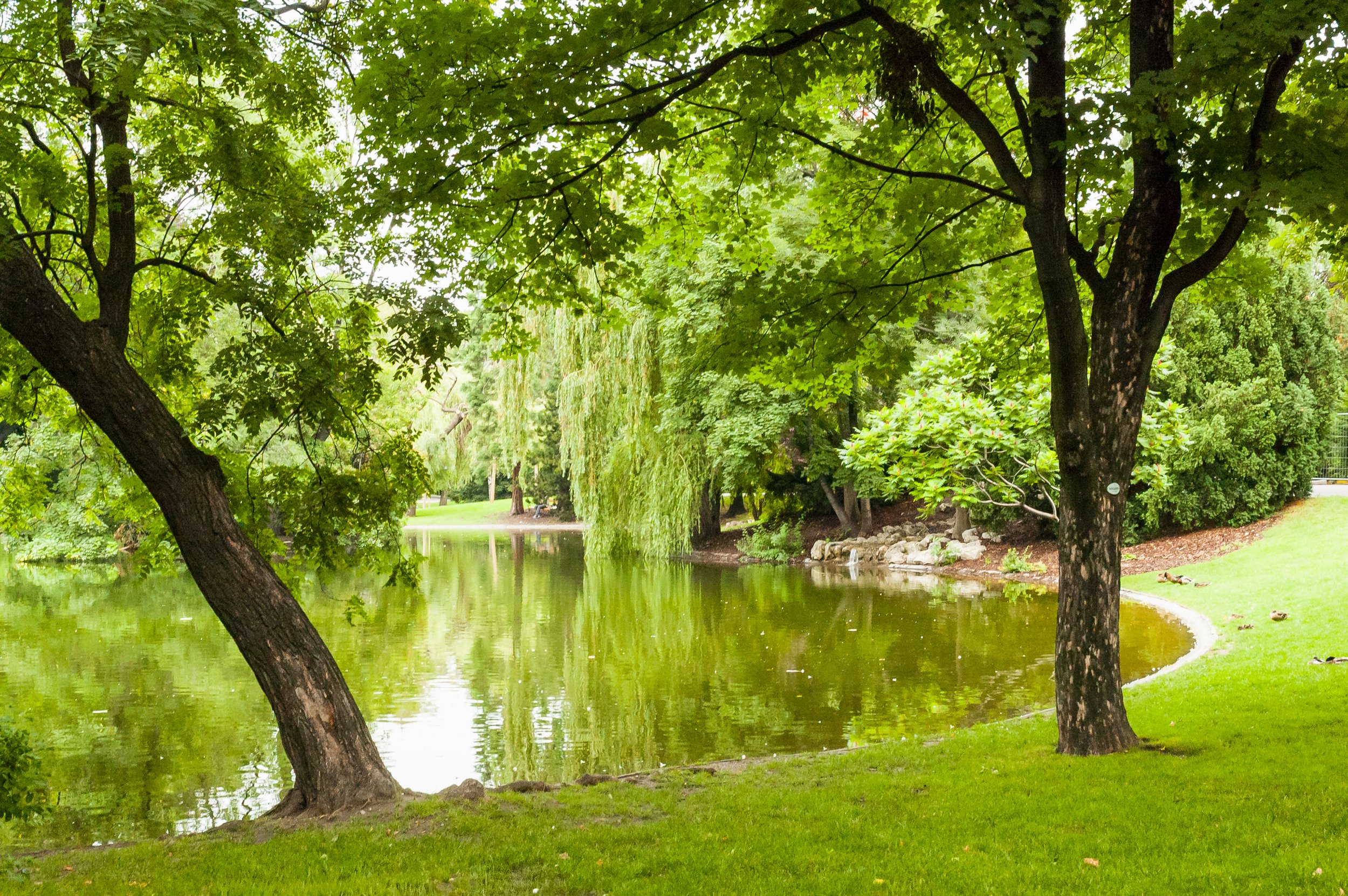 trees bending over a pond in Europe, quietly reflected in the water