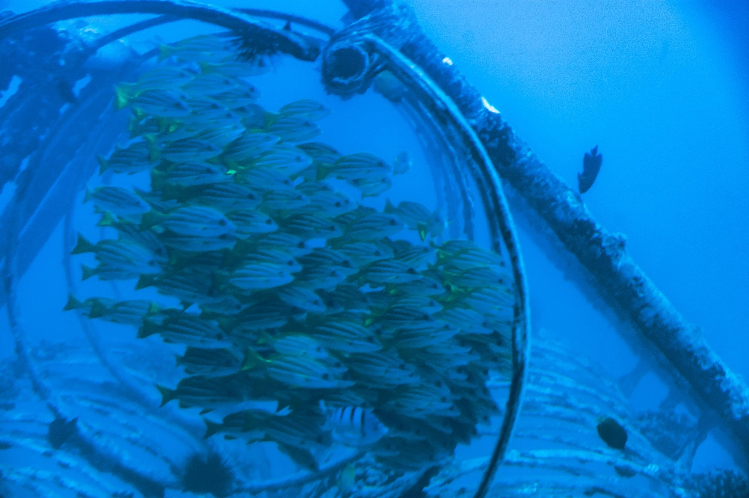 fish in cylinder at bottom of sea in HI