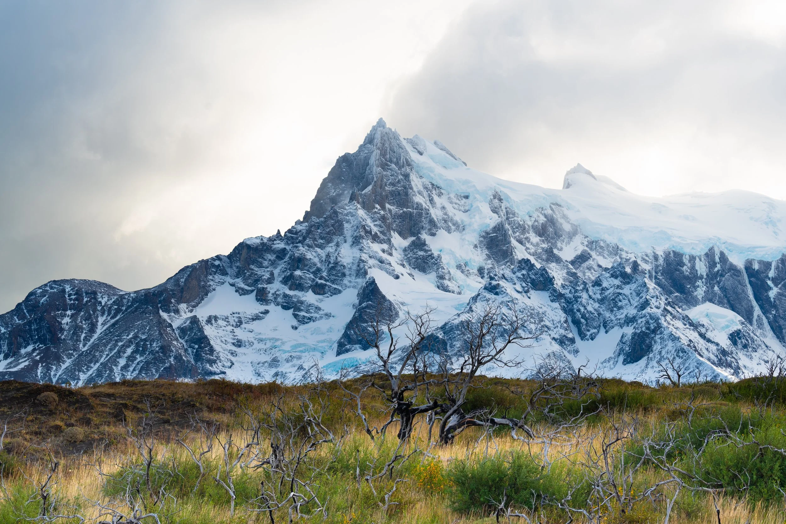 Torres Del Paine, light foreground with burned trees