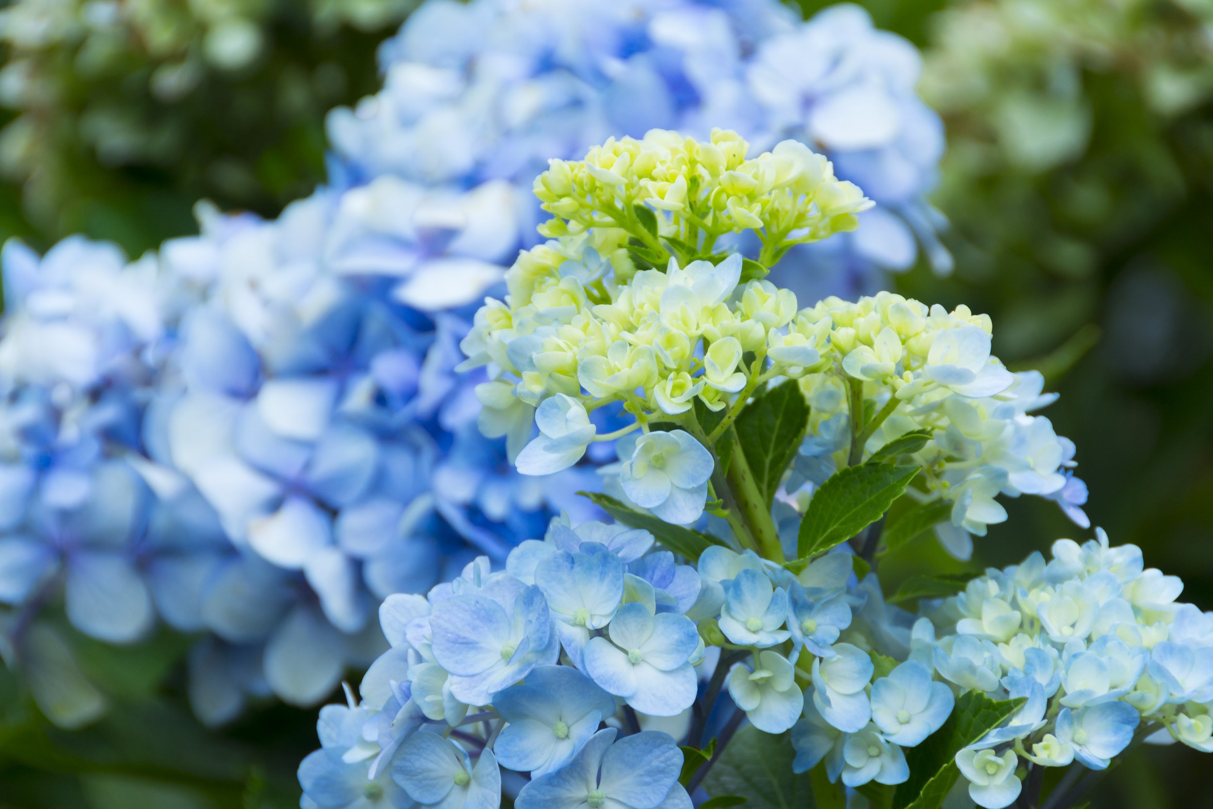 blue hydrangeas, including new ones