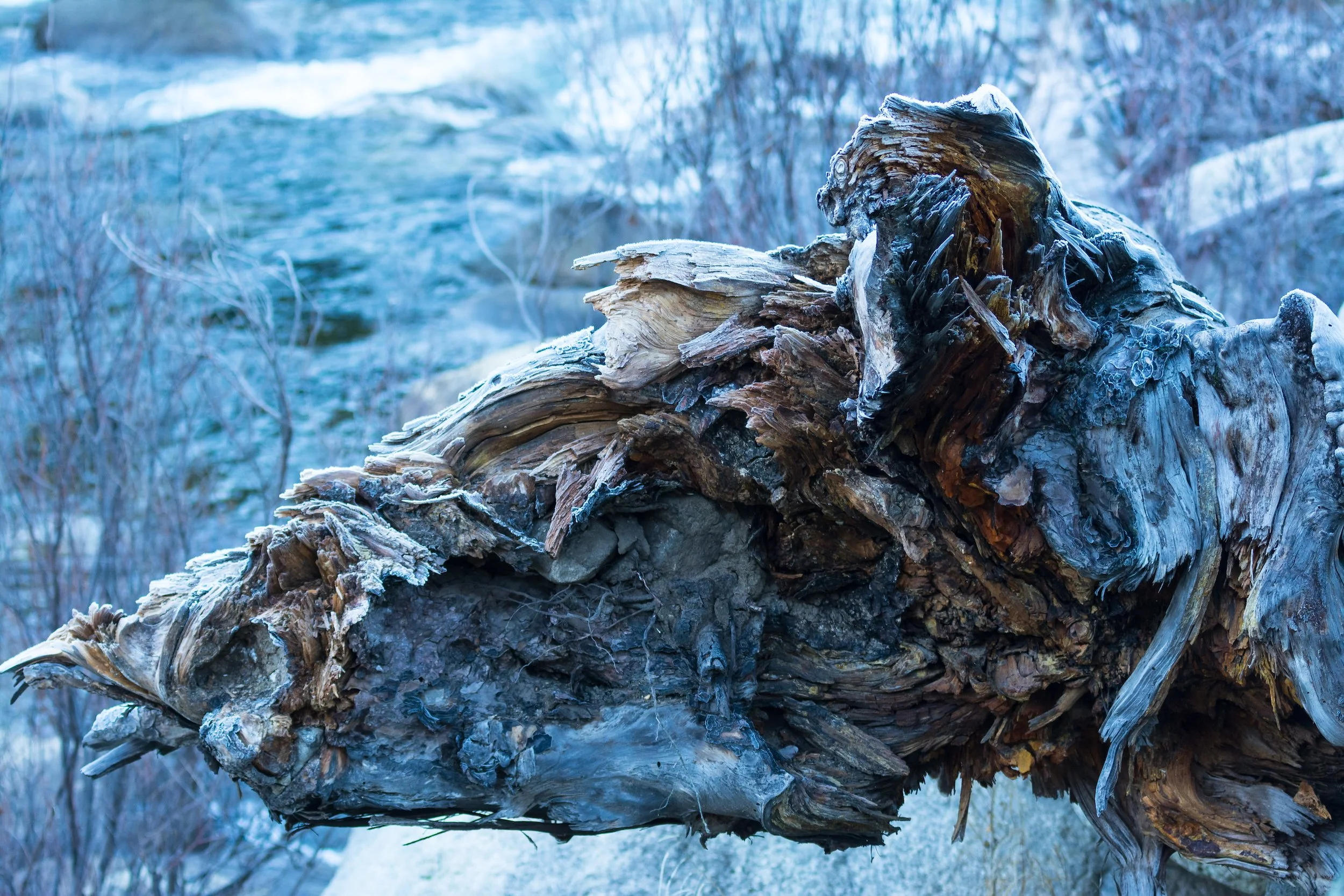 the torn root of a dead tree in Yosemite by the Merced