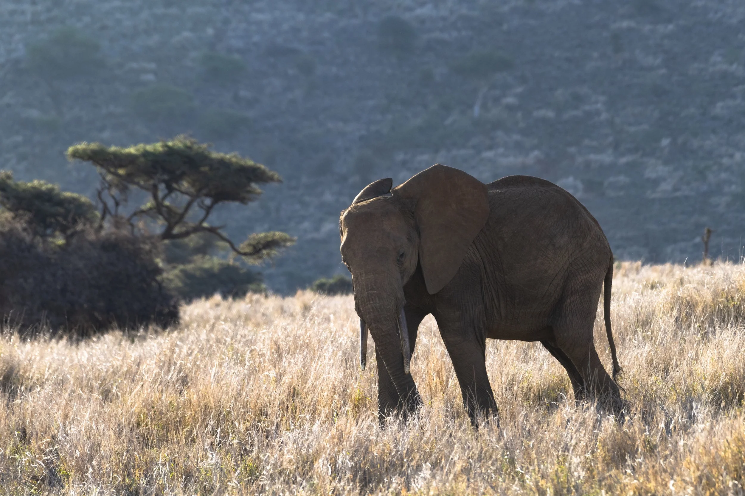a lone elephant on a golden hillside in Lewa, Kenya
