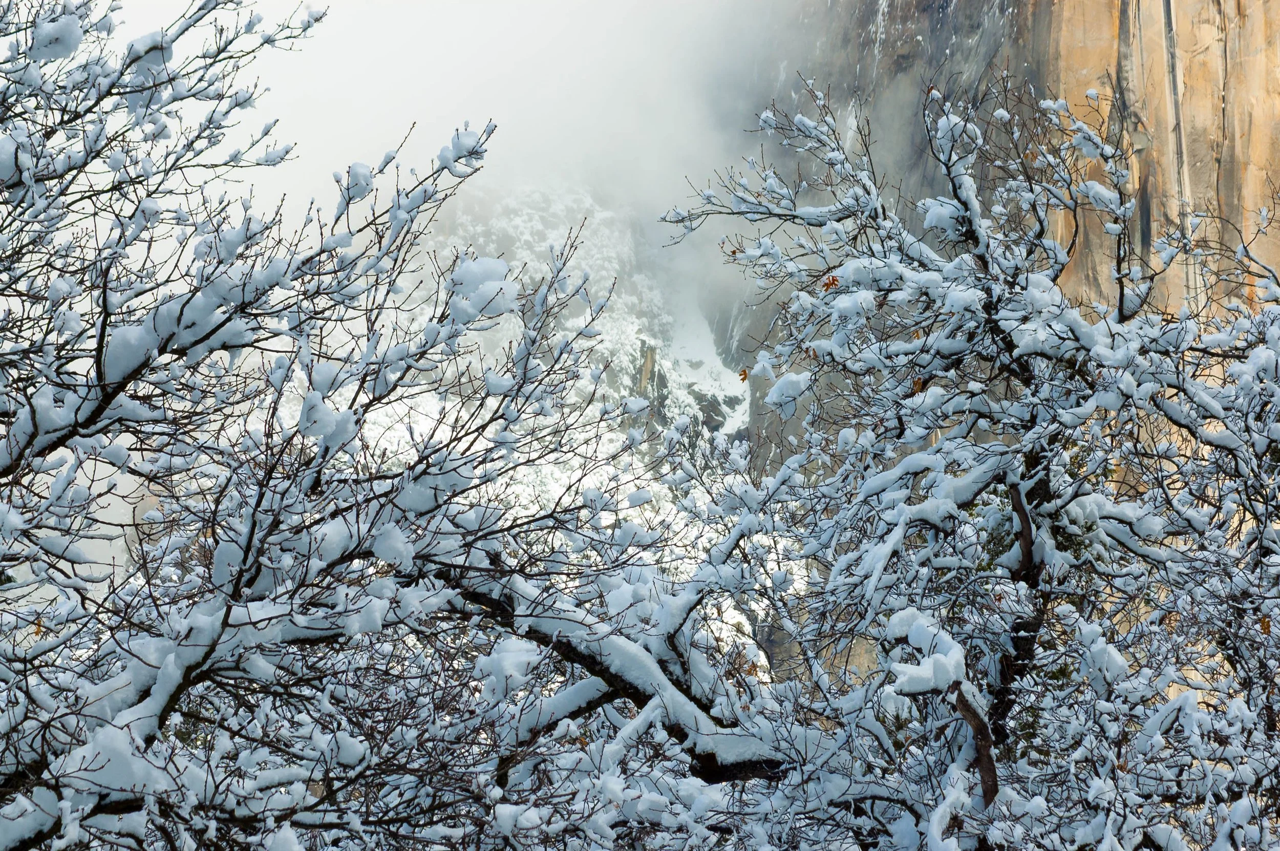 snowy tree branches in Yosemite near El Capitan