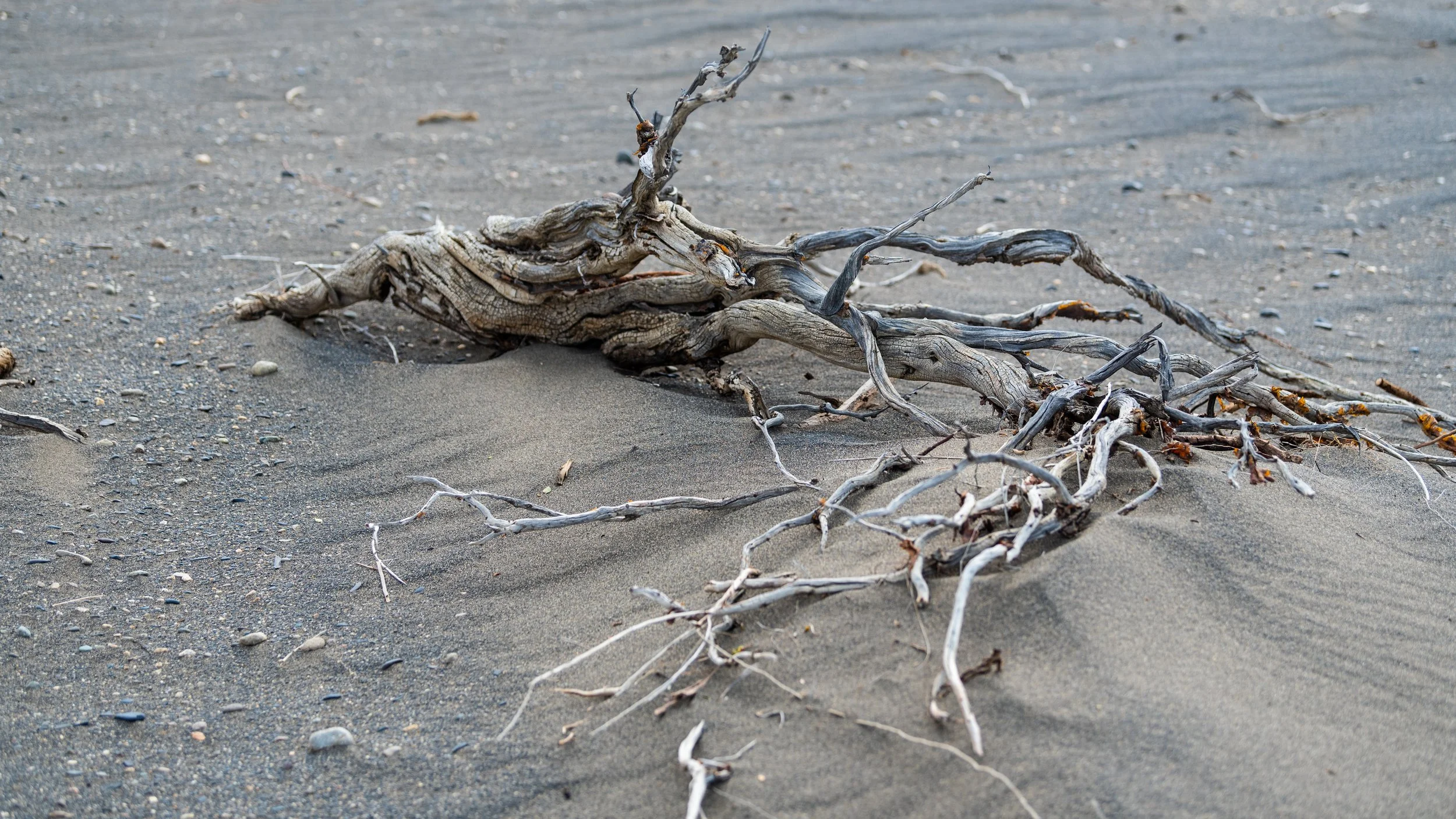 driftwood in the sand