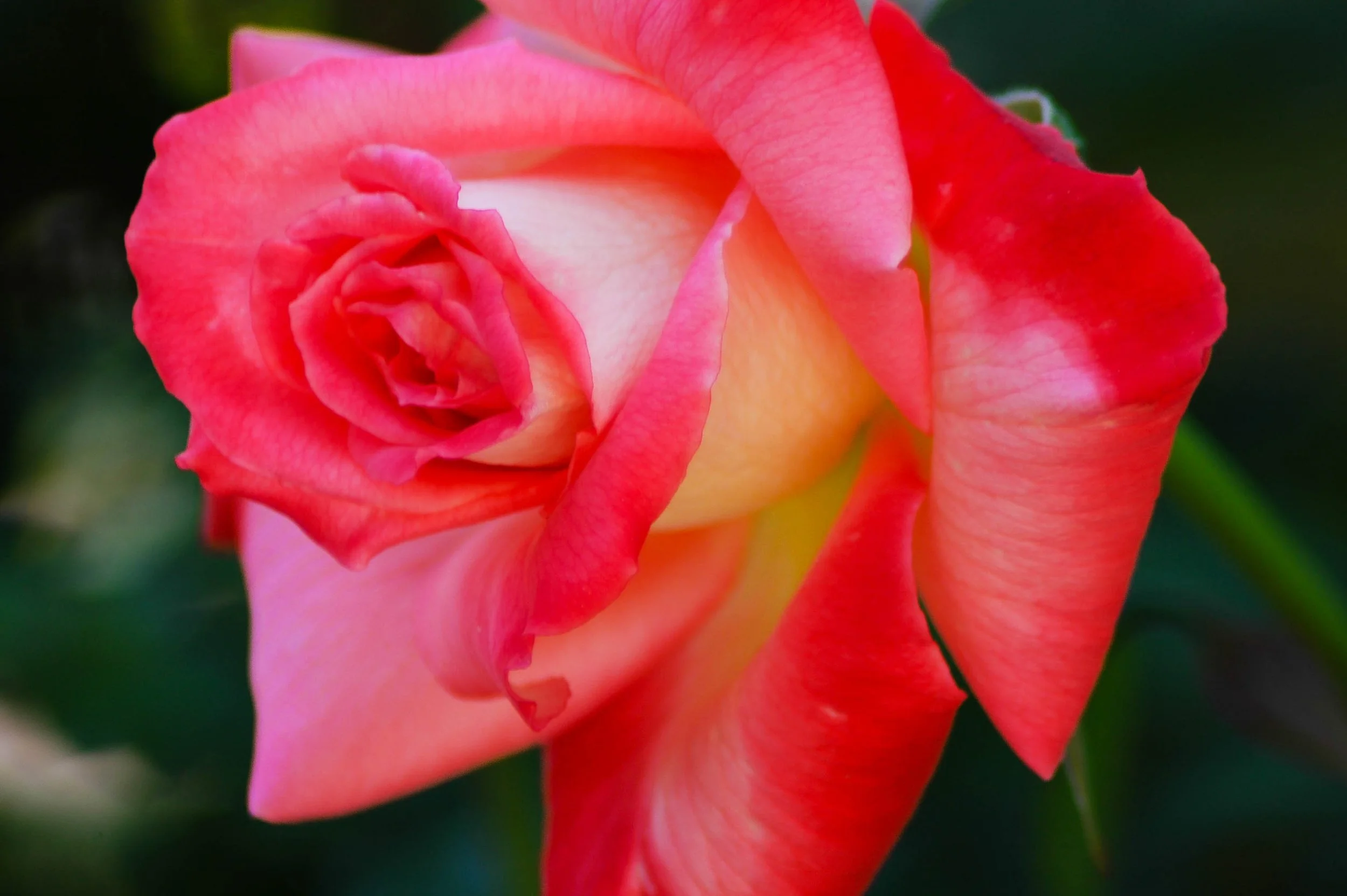 beautiful red rose, white petals on the outside
