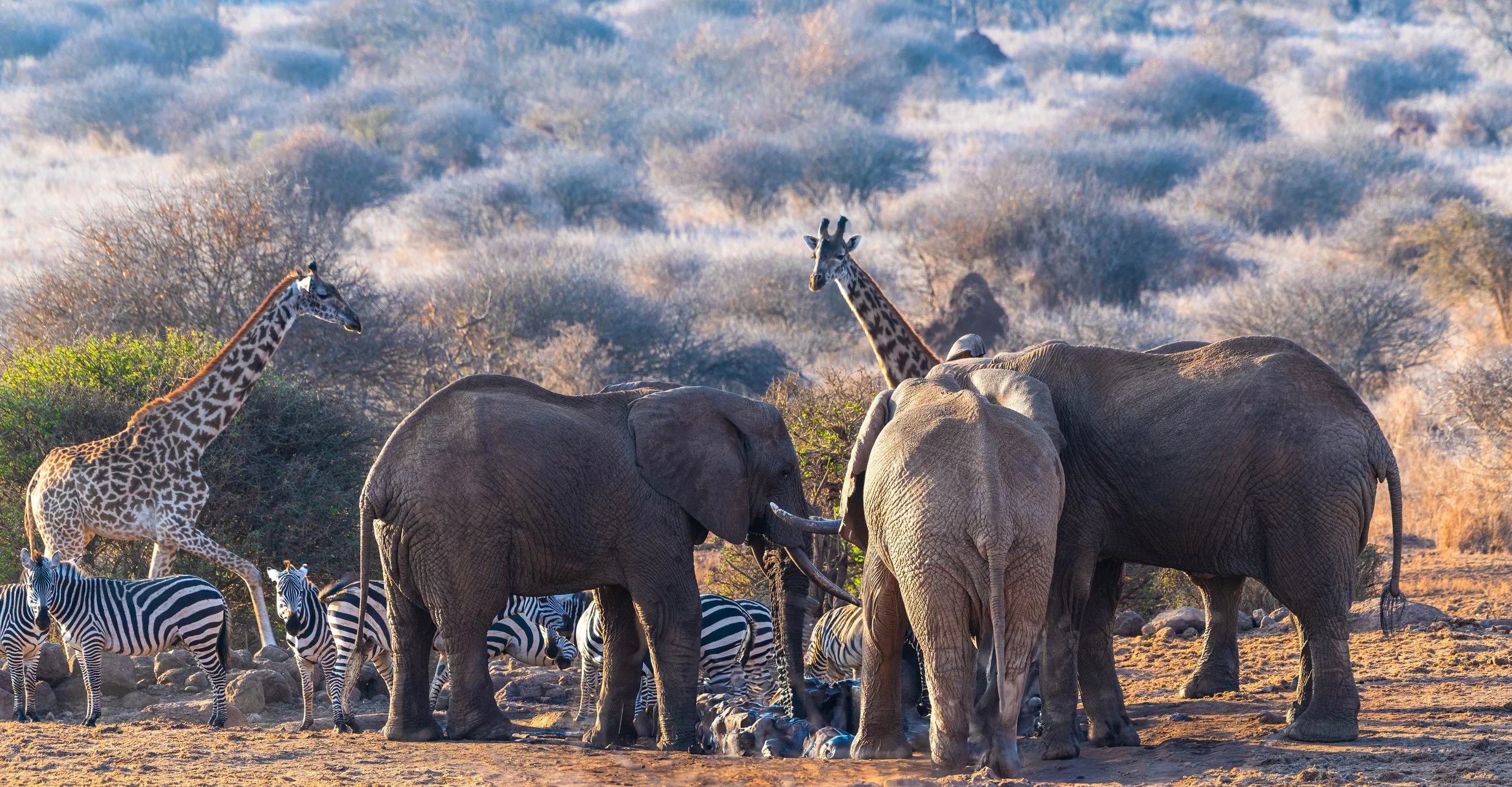 Elephants, zebra, and giraffes at the watering hole  in Kenya.