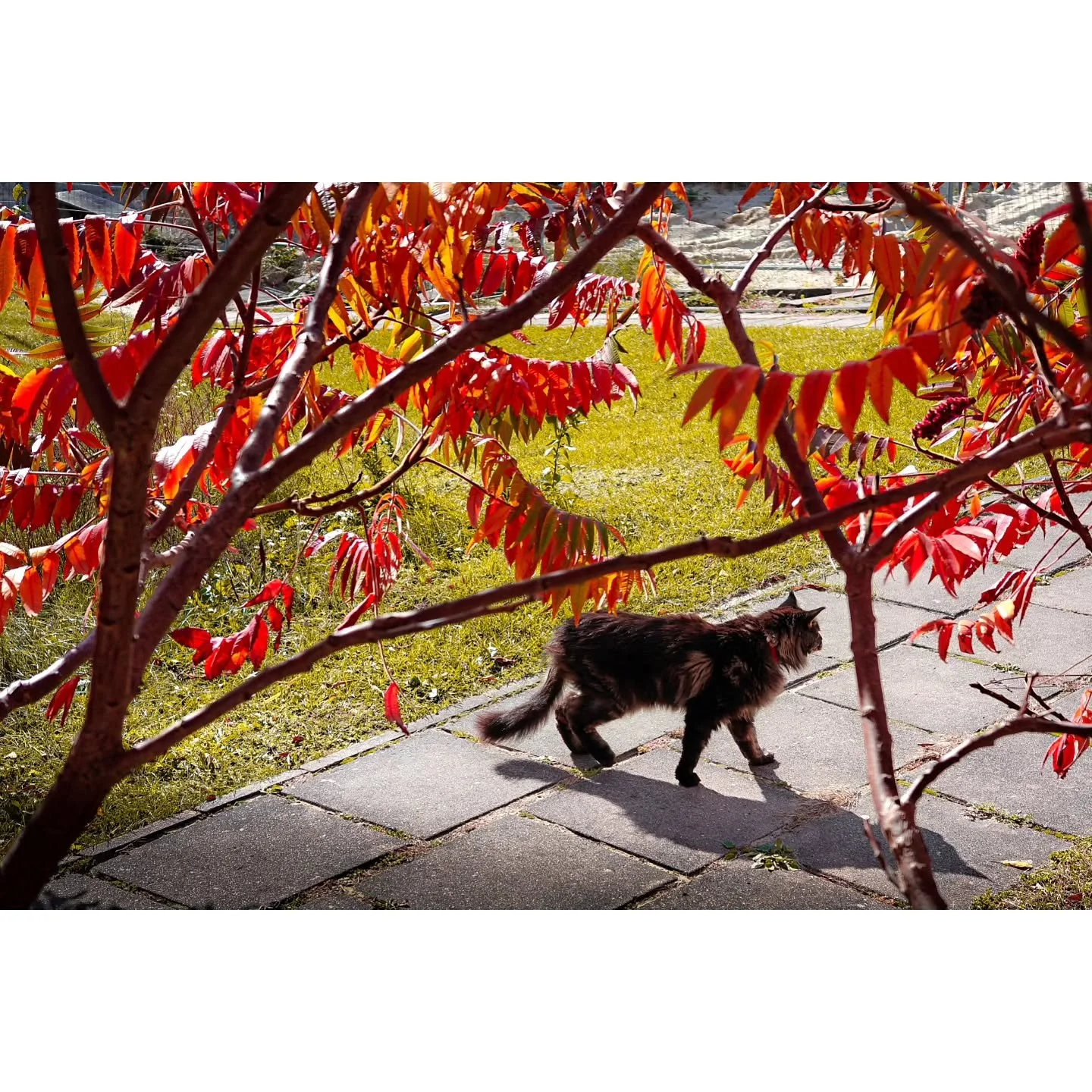 My red jungle

#photography #photo #cat #nature #autumn #color #colorgrade #lightroom #2025 #documentary #red