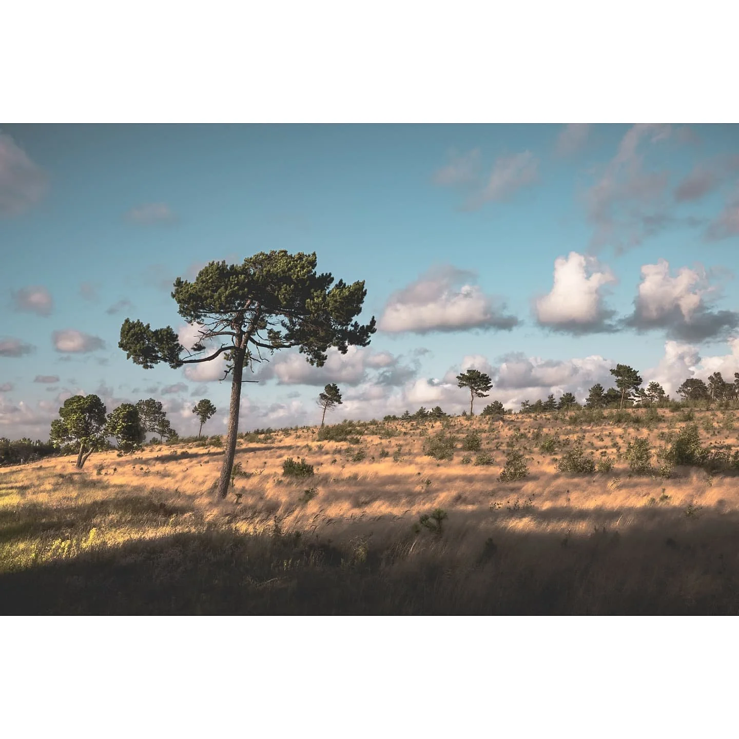 Wind hills

#strong #wind #fields #hill #tree #nature #color #photography #people #hometown