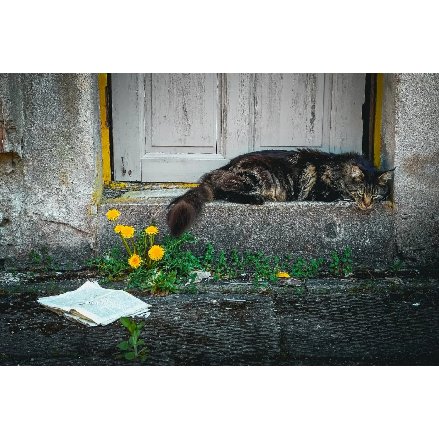 Discover beauty in being

#hometown #street #photography #cat #book #flowers #nature #natural #scene #summer #day #animal #abandoned #mystery #curious