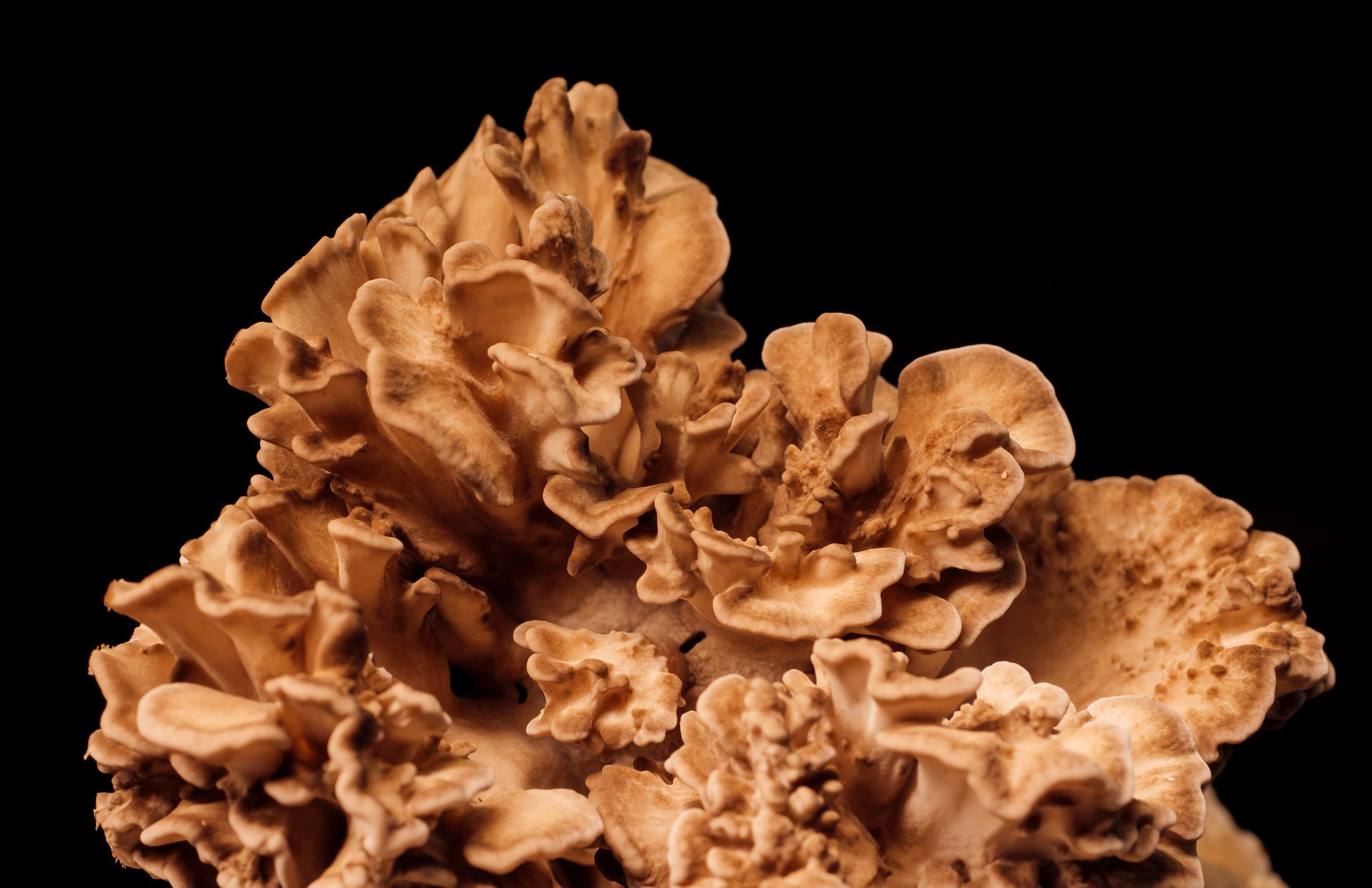 Hen Of the Woods