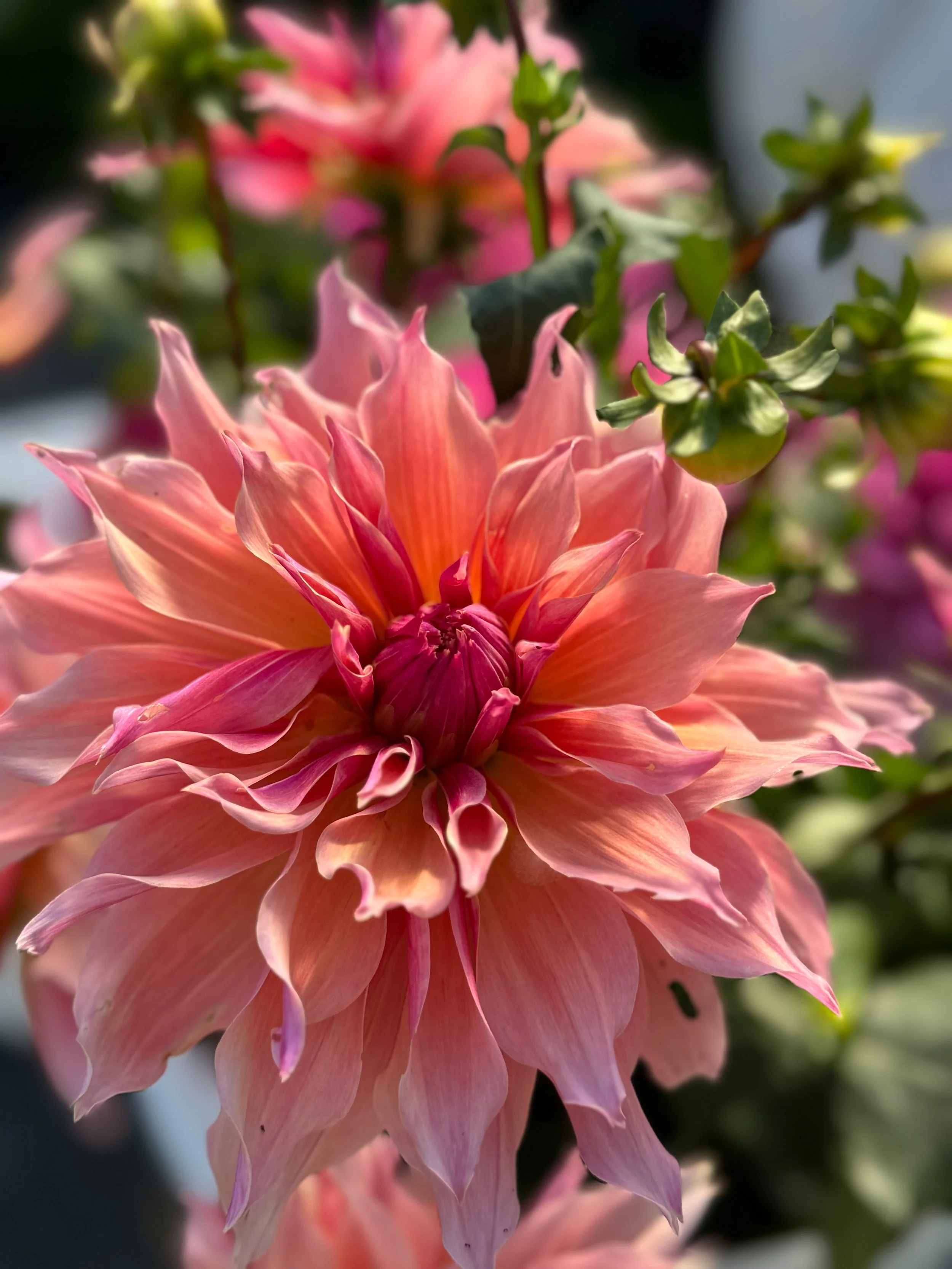 Labyrinth-Dahlia.jpg