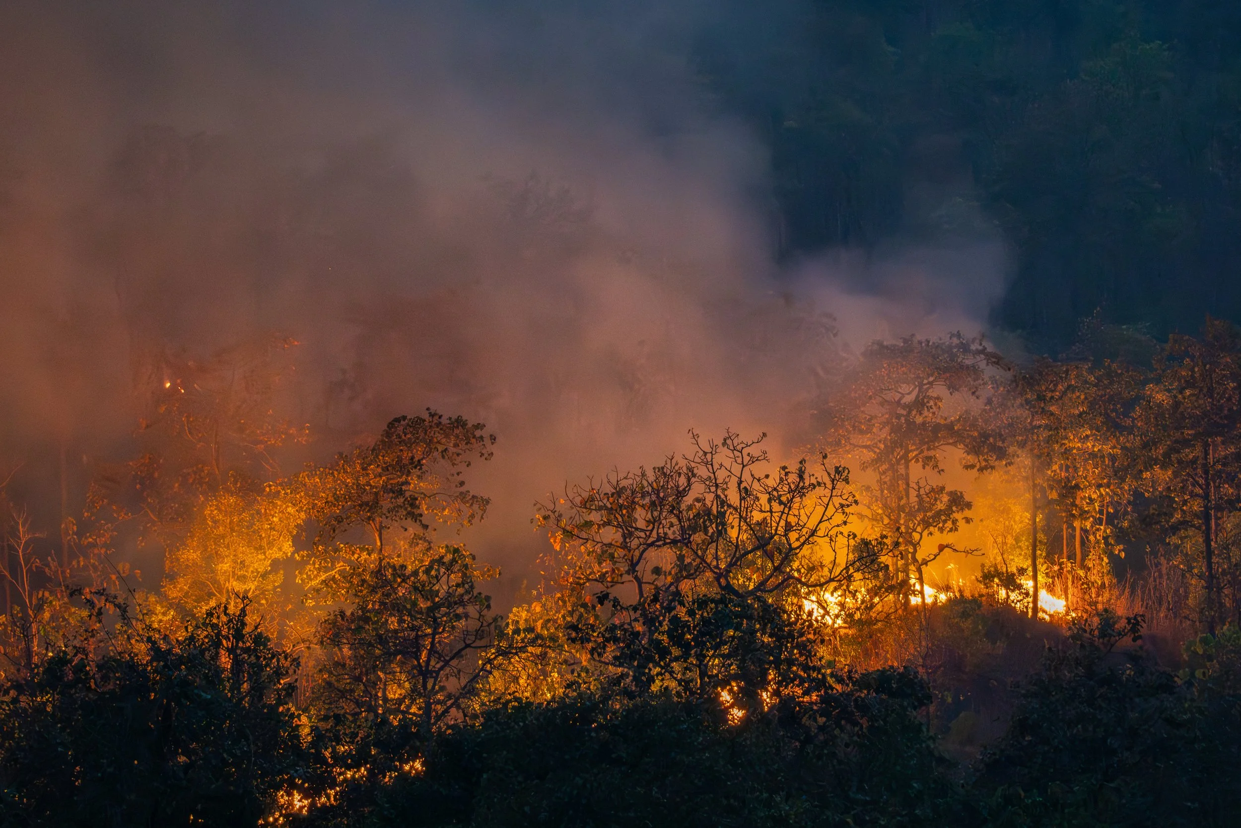 Update to Emergency Proclamation and Forest Practice Act, Deadline Extended