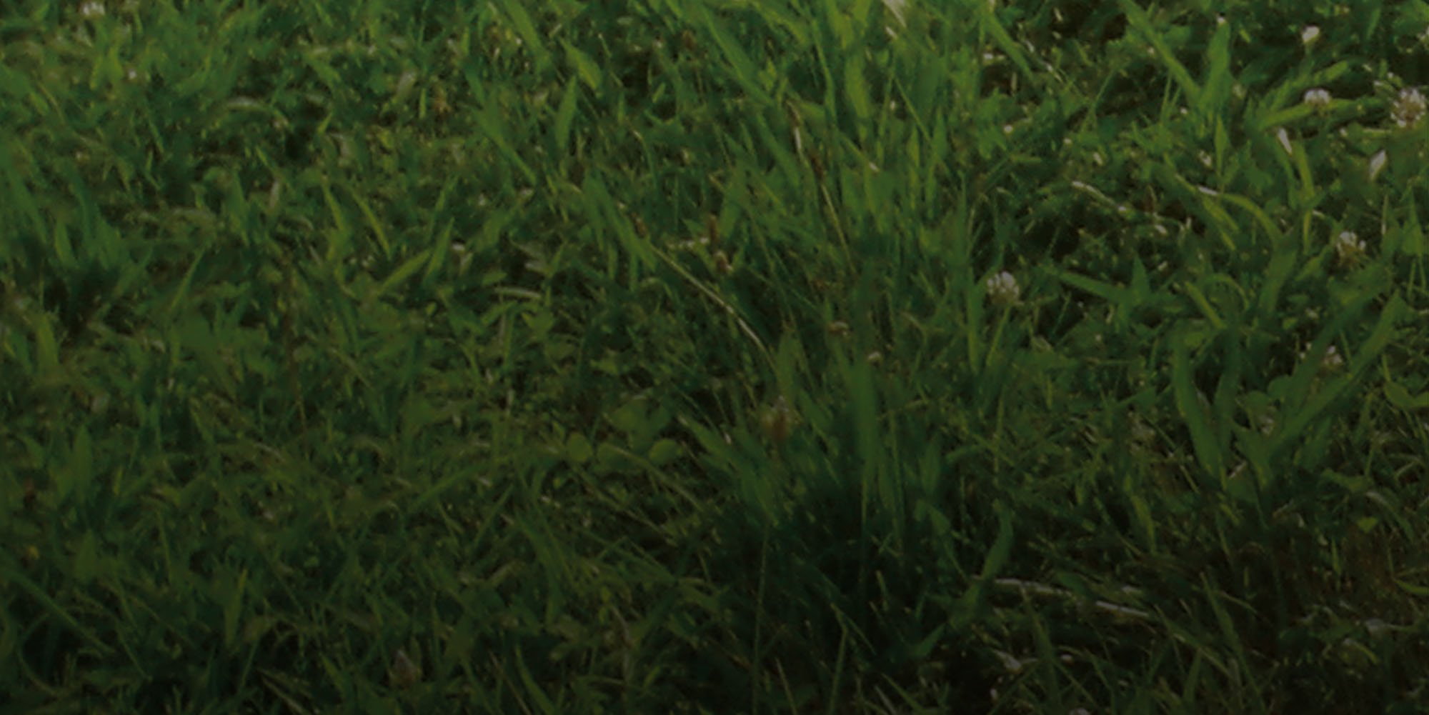 KATK.Grass.bg.jpg