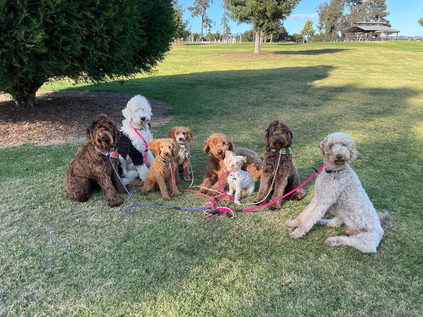 Love having a home filled with doodles! #labradoodle #goldendoodle #sheepadoodle