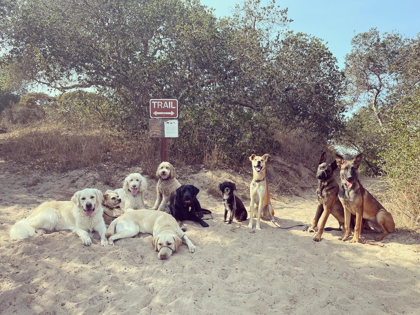 What doggie daycare consist of..

Morning neighborhood walk, quiet time, socialization, play time, nap time, afternoon pack walk, fun activity, quiet time. 

We have lots of resting time throughout the day to make sure the dogs don&rsquo;t end up cra