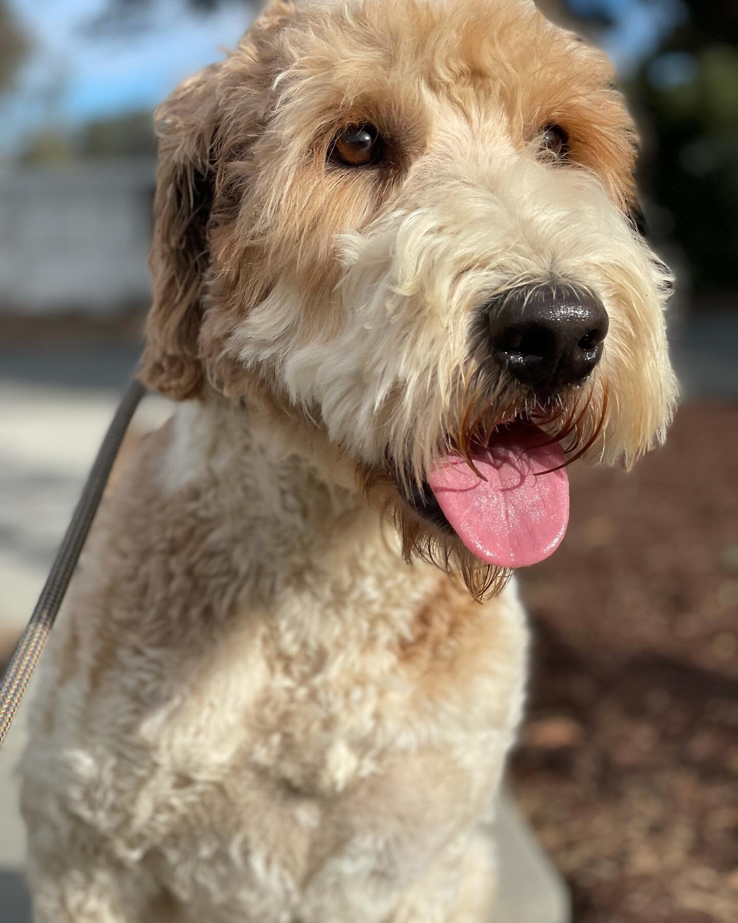 Meet Chance. This handsome labradoodle is about 2 years old. 

Chance is sweet, a bit shy, affectionate to his people, so gentle, loves to give hugs, enjoys going for walks, is great with all dogs, cats and chickens but loves the calm ones best. Chan