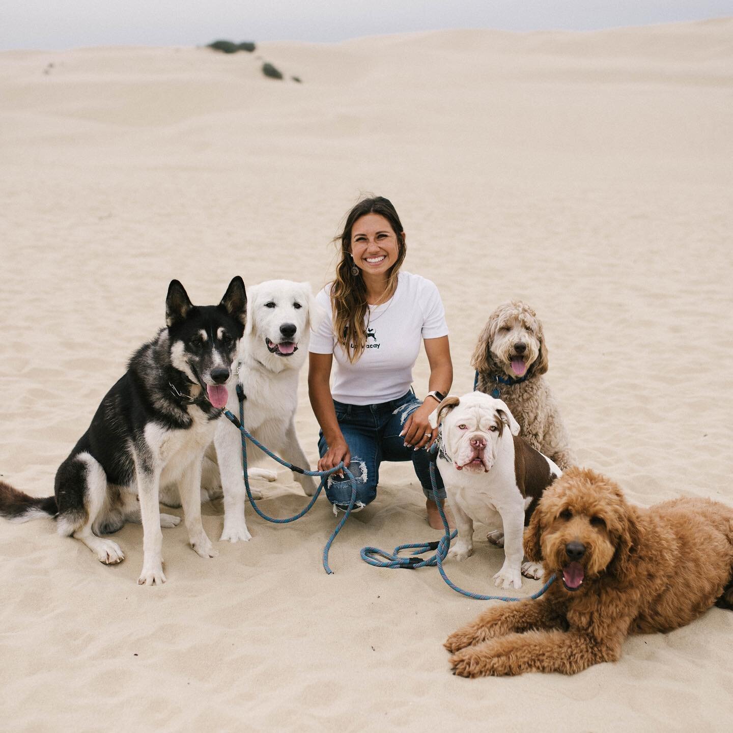 Happy Saturday!!! A little bit of what I do, From left to right. 

Max is one of my fosters that I have been training, he has been adopted and will be complete his training at the end of October. I will be hand delivering him to my friend in Colorado