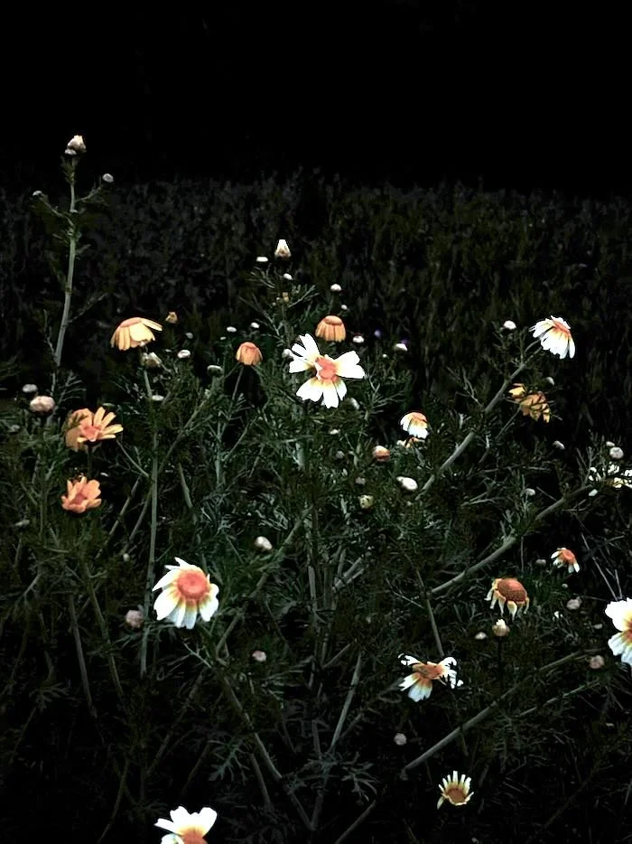                                         4.06.2026_6:10 am