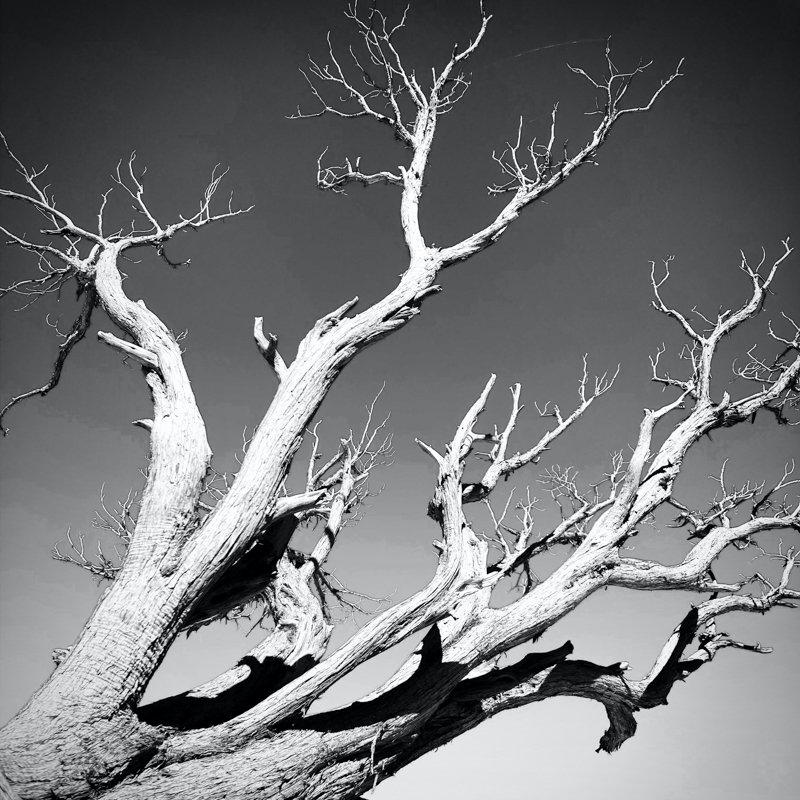 Manzanita: Grand Canyon