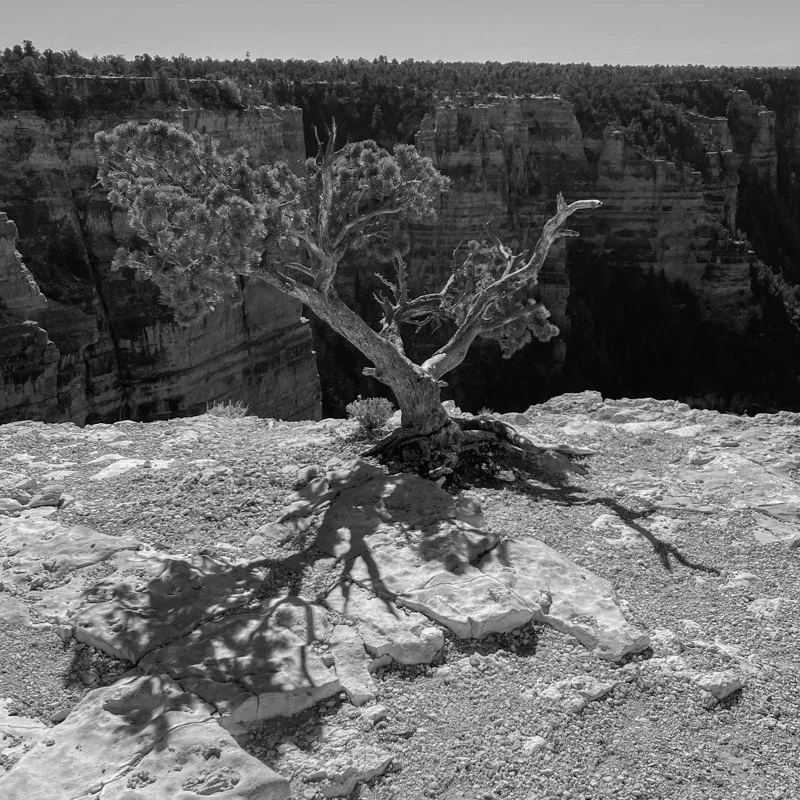 Rock/Tree/Cliffs: Grand Canyon