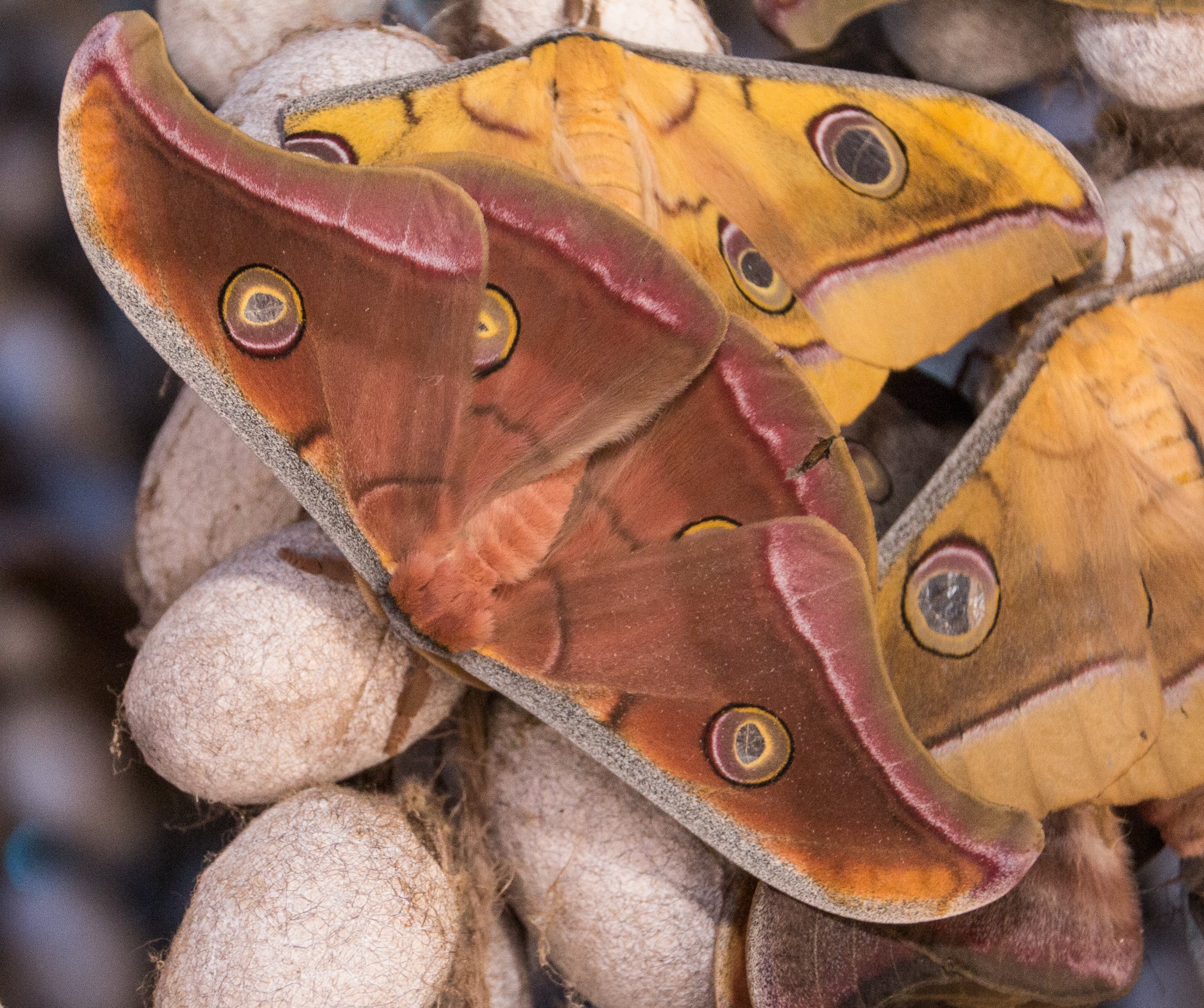 adult tussah moths (Antheraea sp.)
