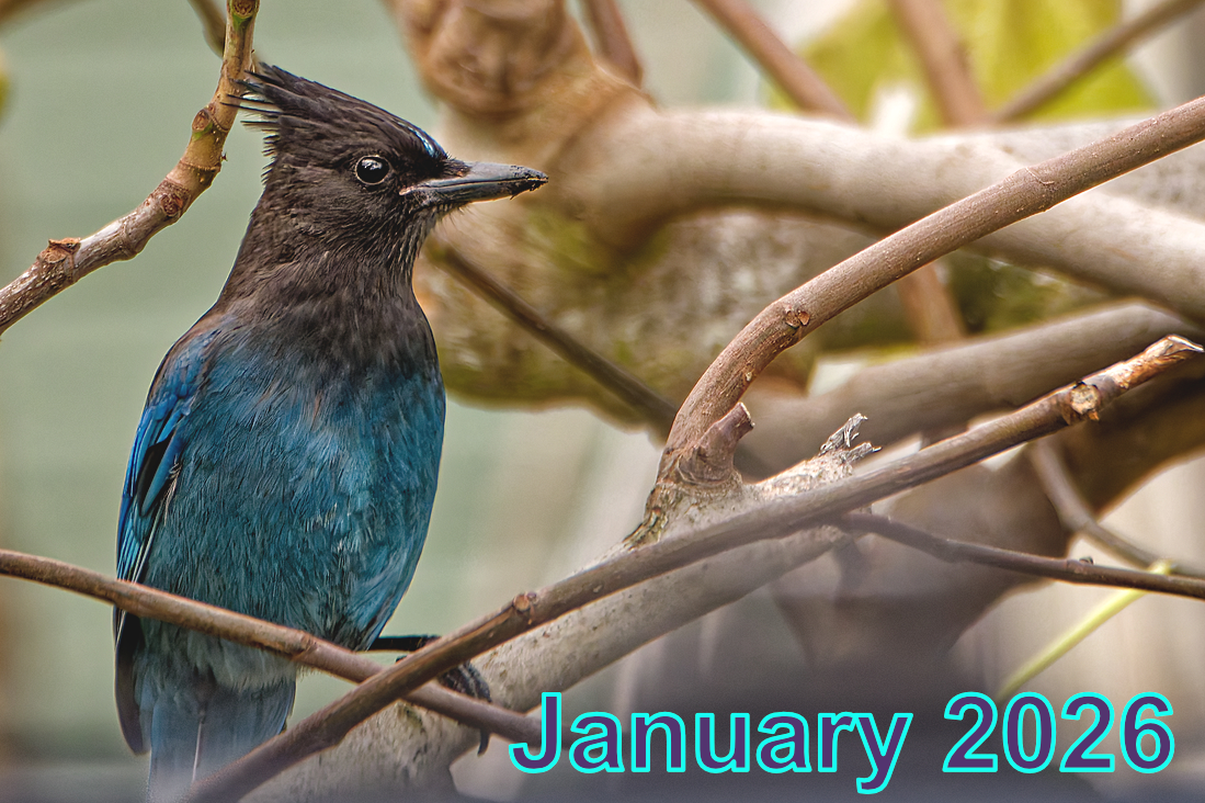 January2026 - Meeting Recordings