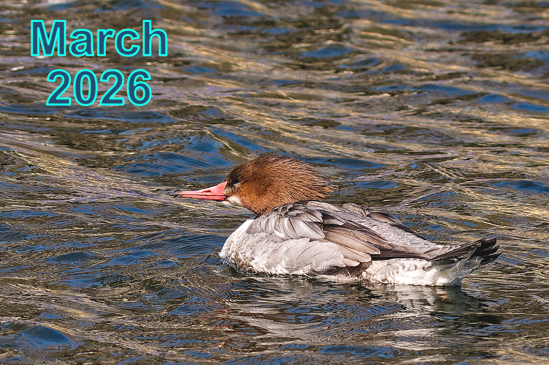 March 2026 - Meeting Recordings