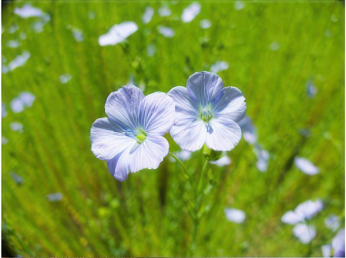 Processing Flax