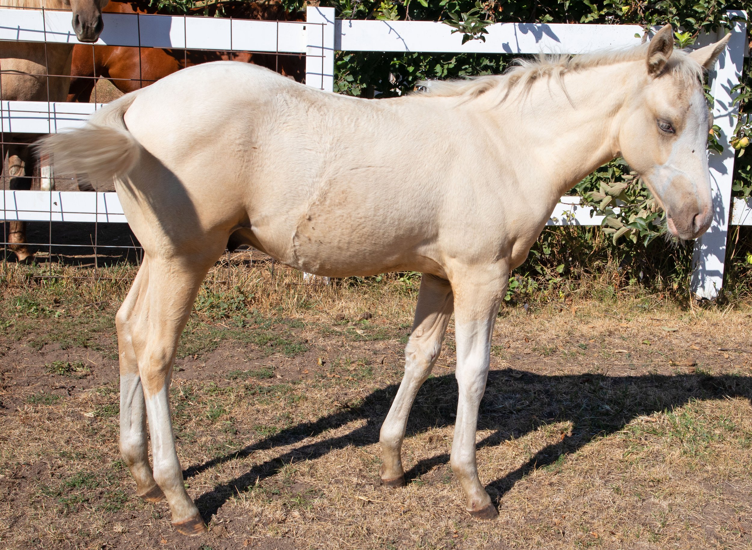 lynryd right side.jpg