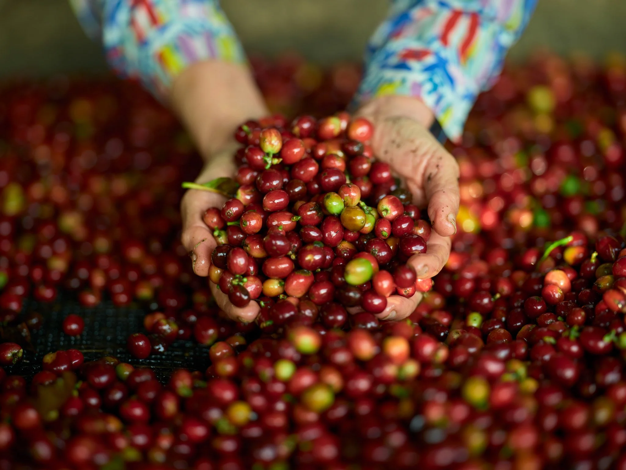 Dona Carmen_Colombian Coffee_Photographer Brett Garamella.jpg