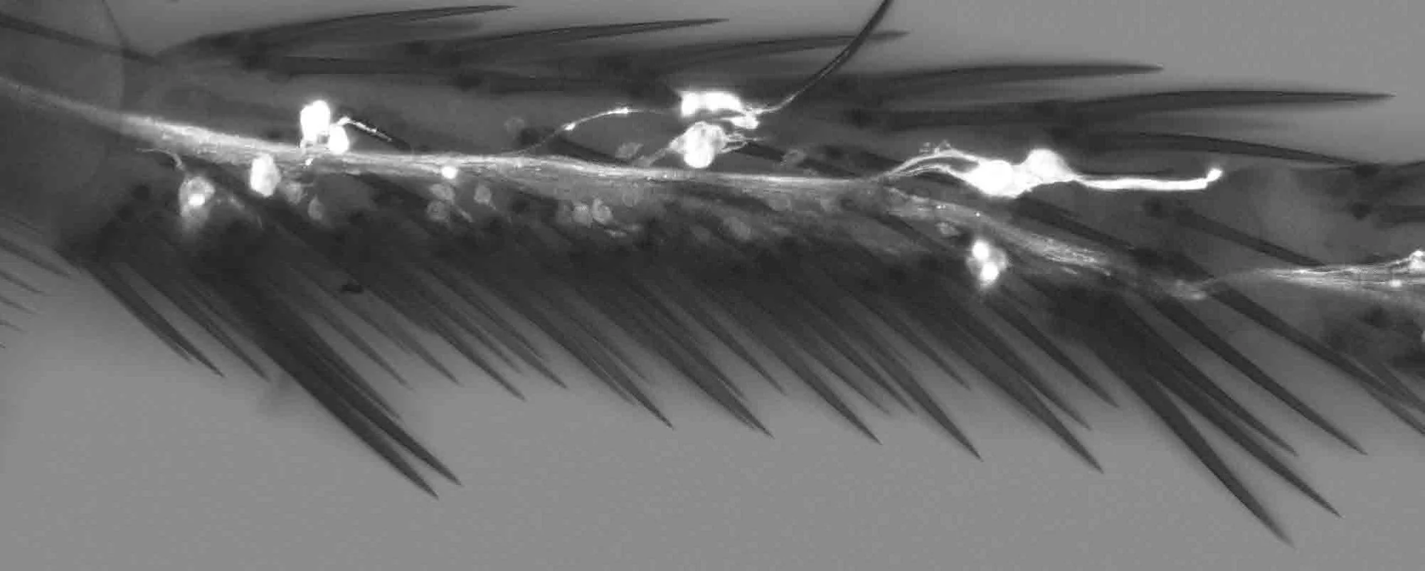 The TRP-channel painless mediates substrate stiffness sensing in the legs during Drosophila oviposition