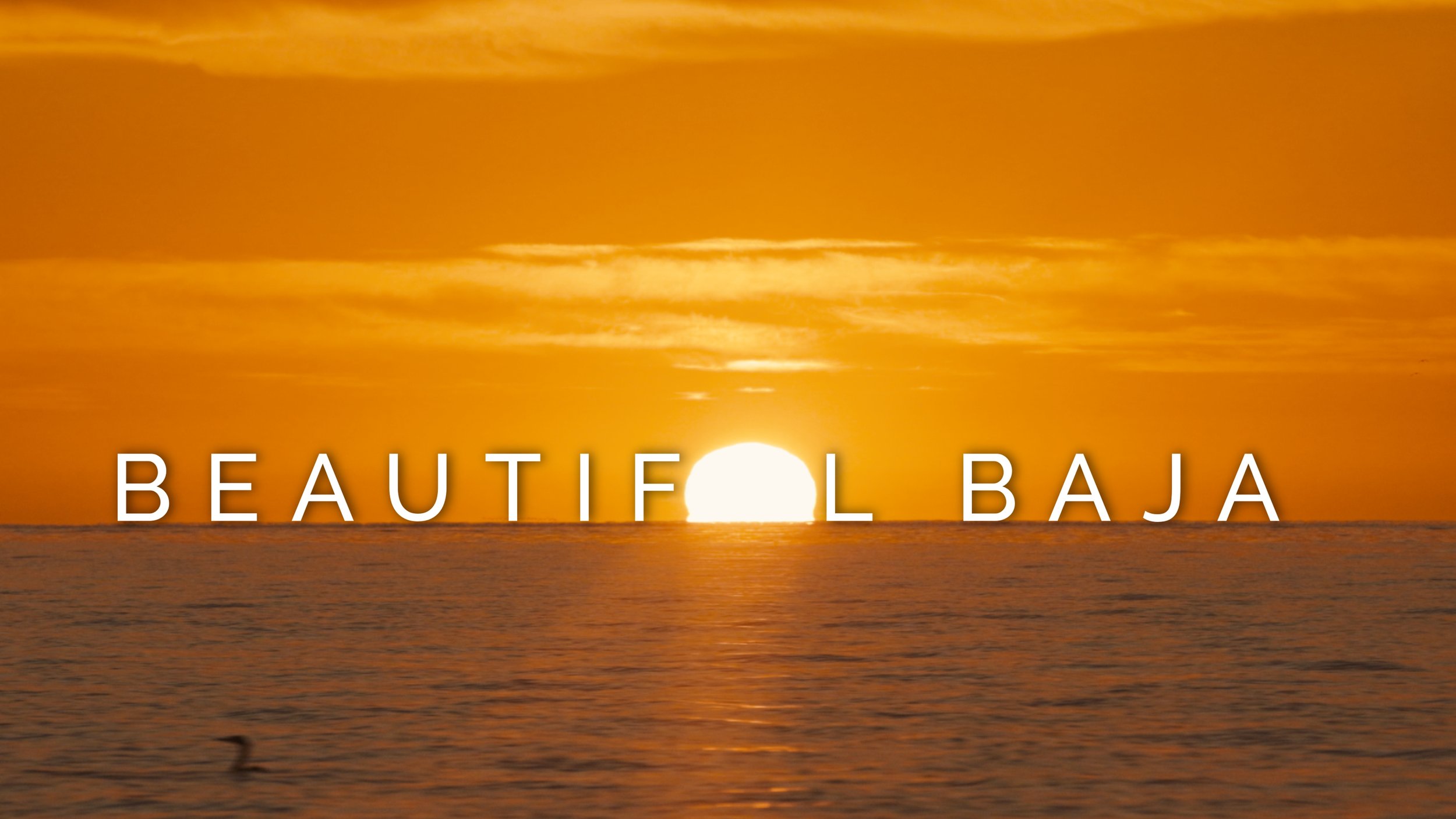 BEAUTIFUL BAJA - Wildlife Showreel