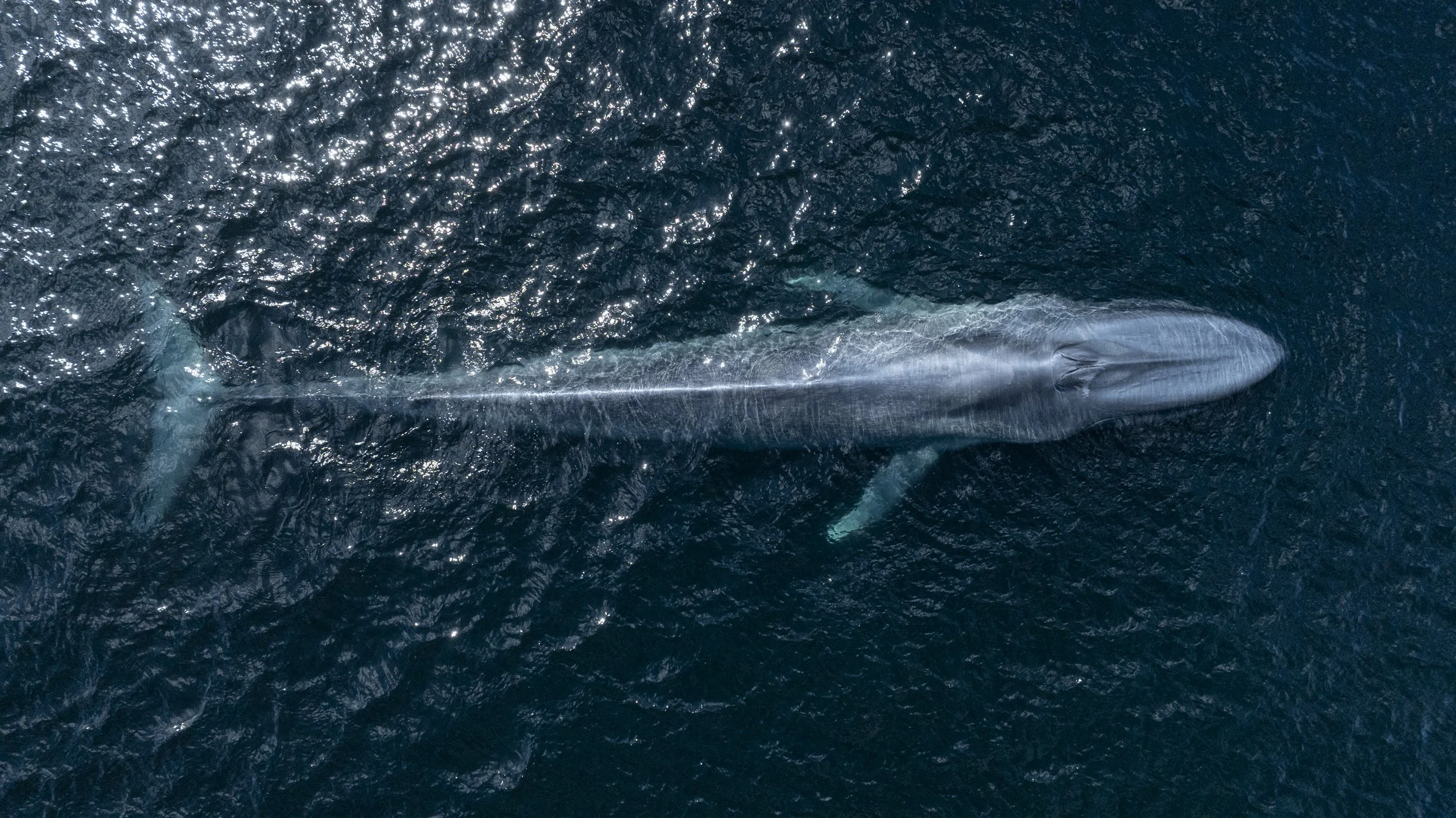 DJI_0976.jpg