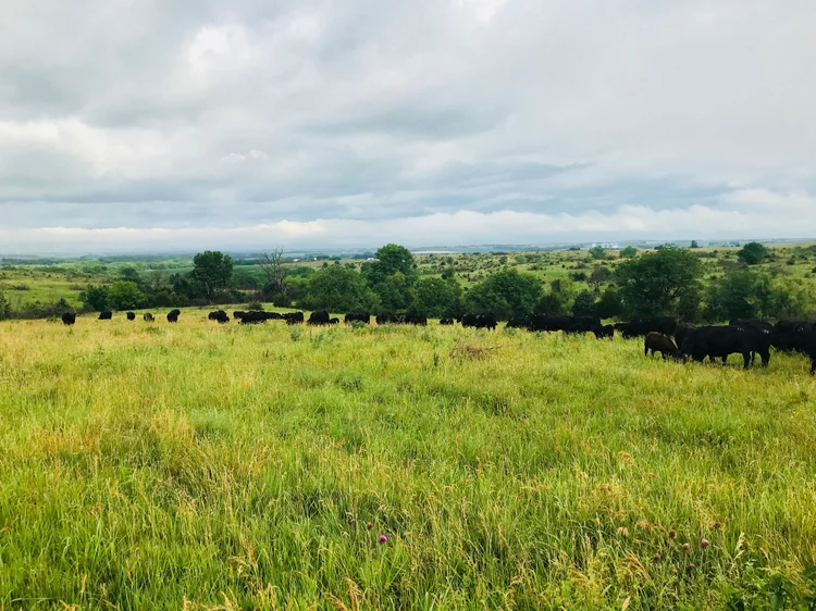 Contact Us — Nemaha Valley Cattle Co.