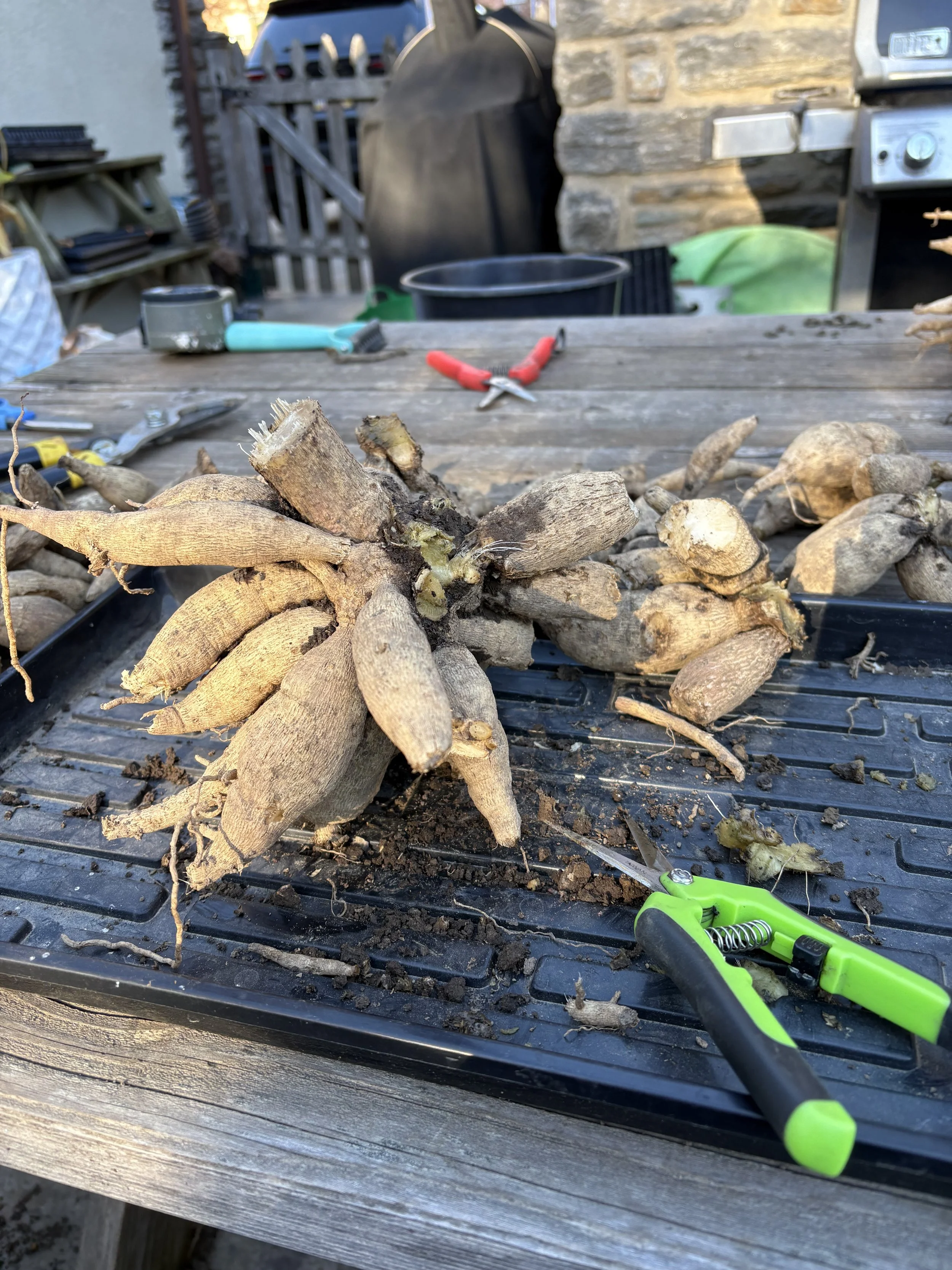 Dahlia Workshop (Part 2)