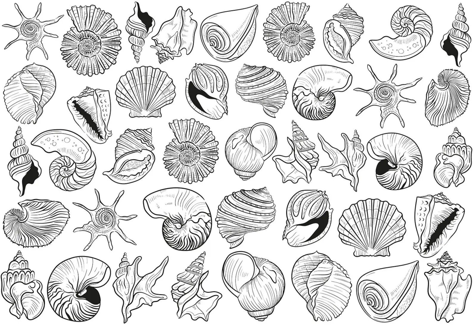Underglaze Transfer - Ocean Shells