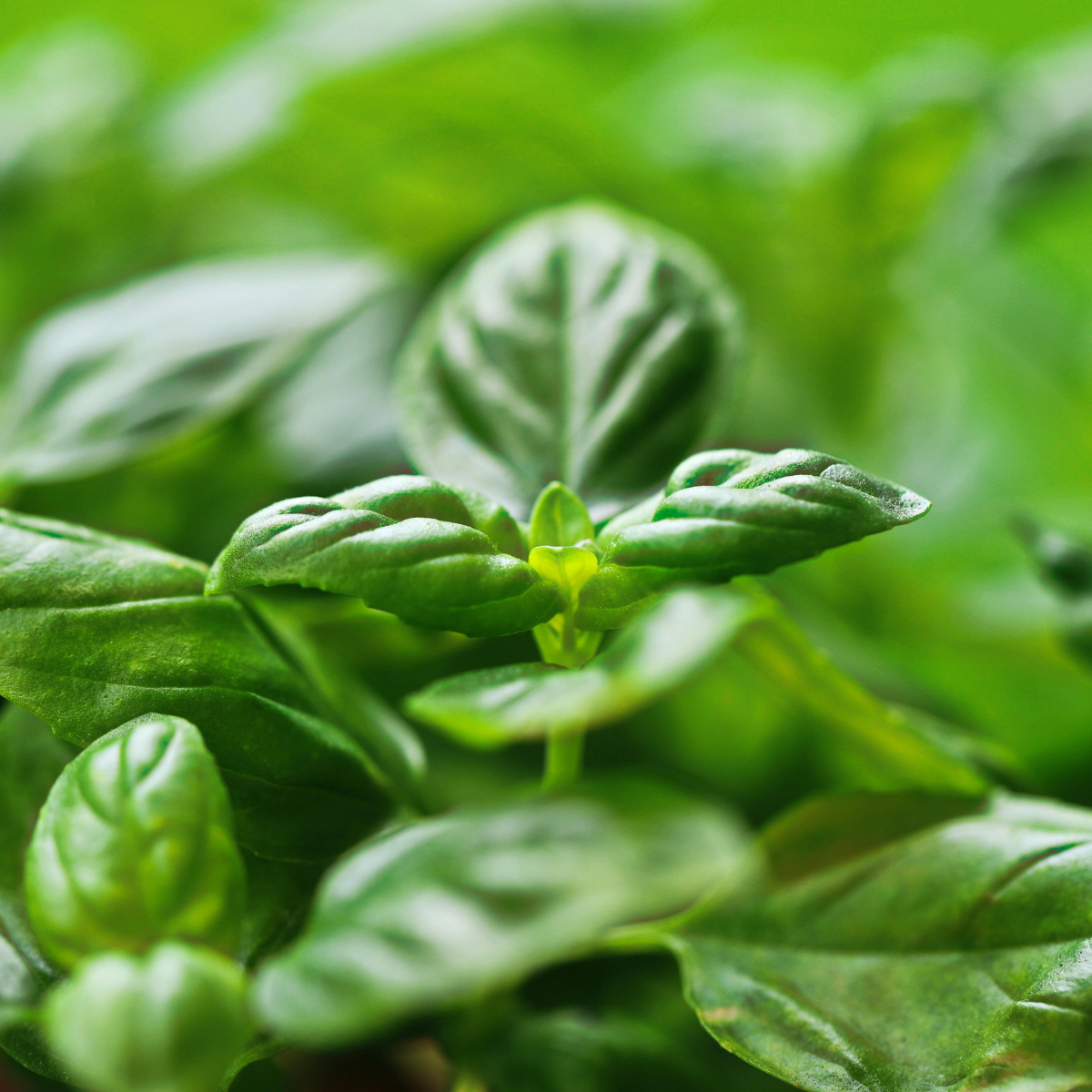 Basil