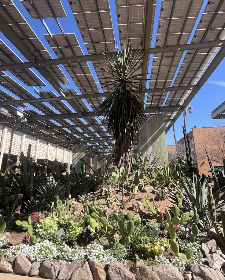  “Sun. Solar Panels. A Place where Cacti Thrive.”&nbsp; 