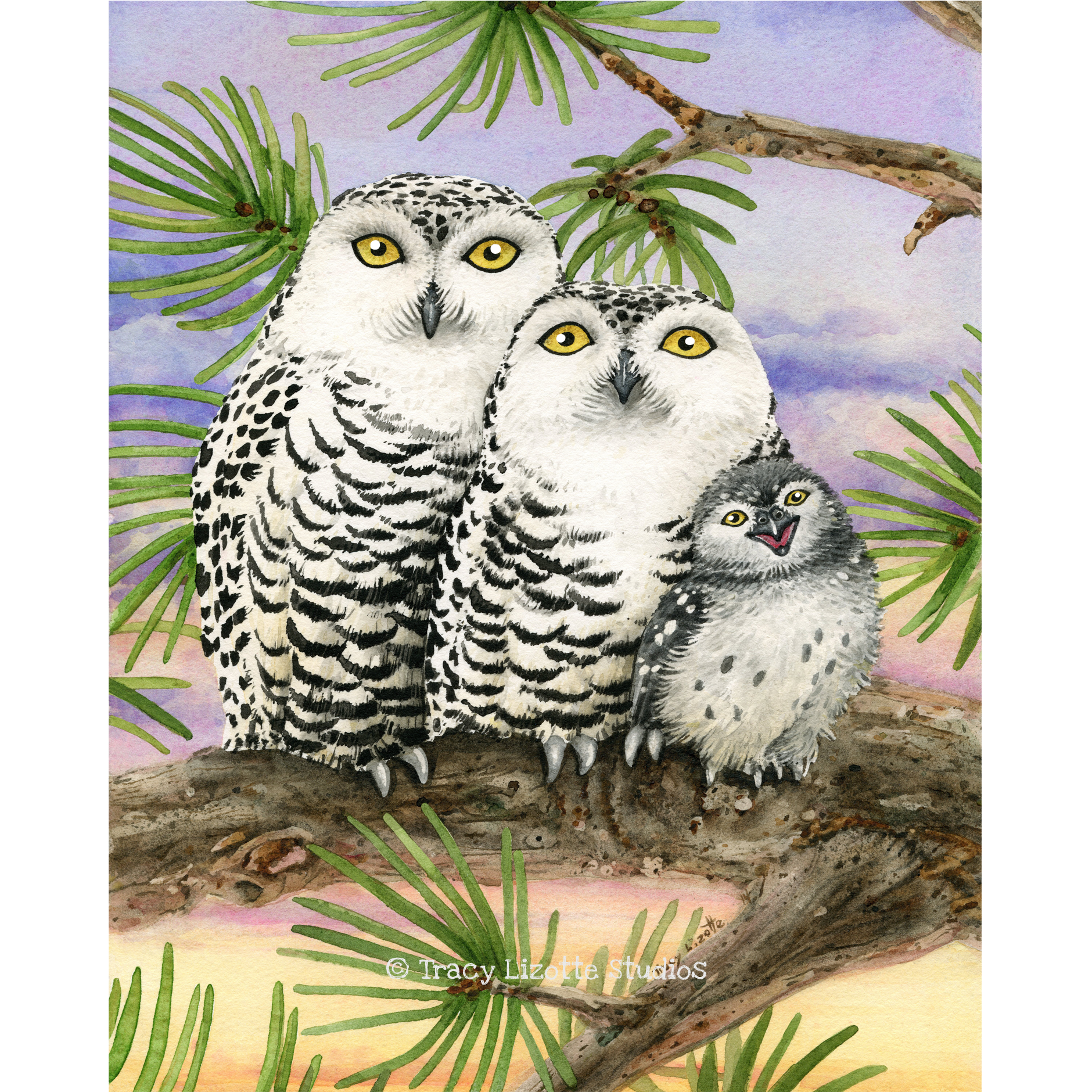 Семья сов картинки